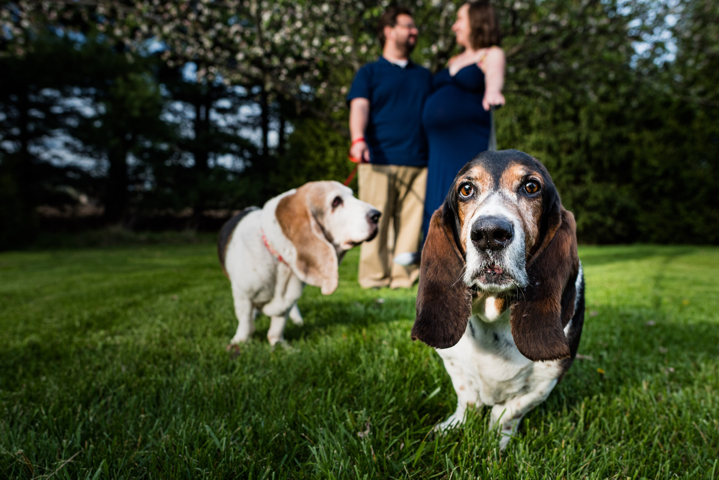 toledo maternity and dog photography 