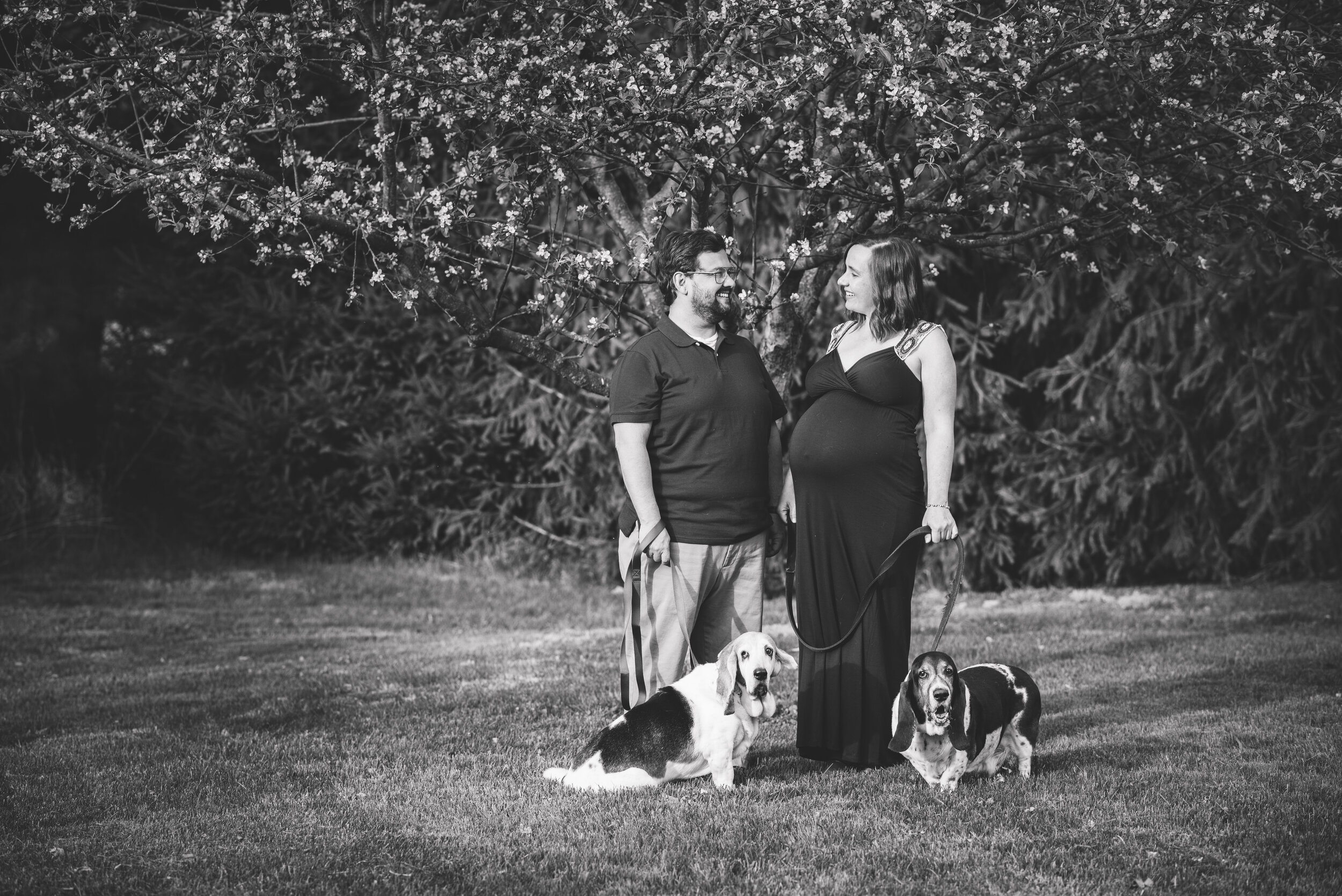 sylvania maternity with dog photos