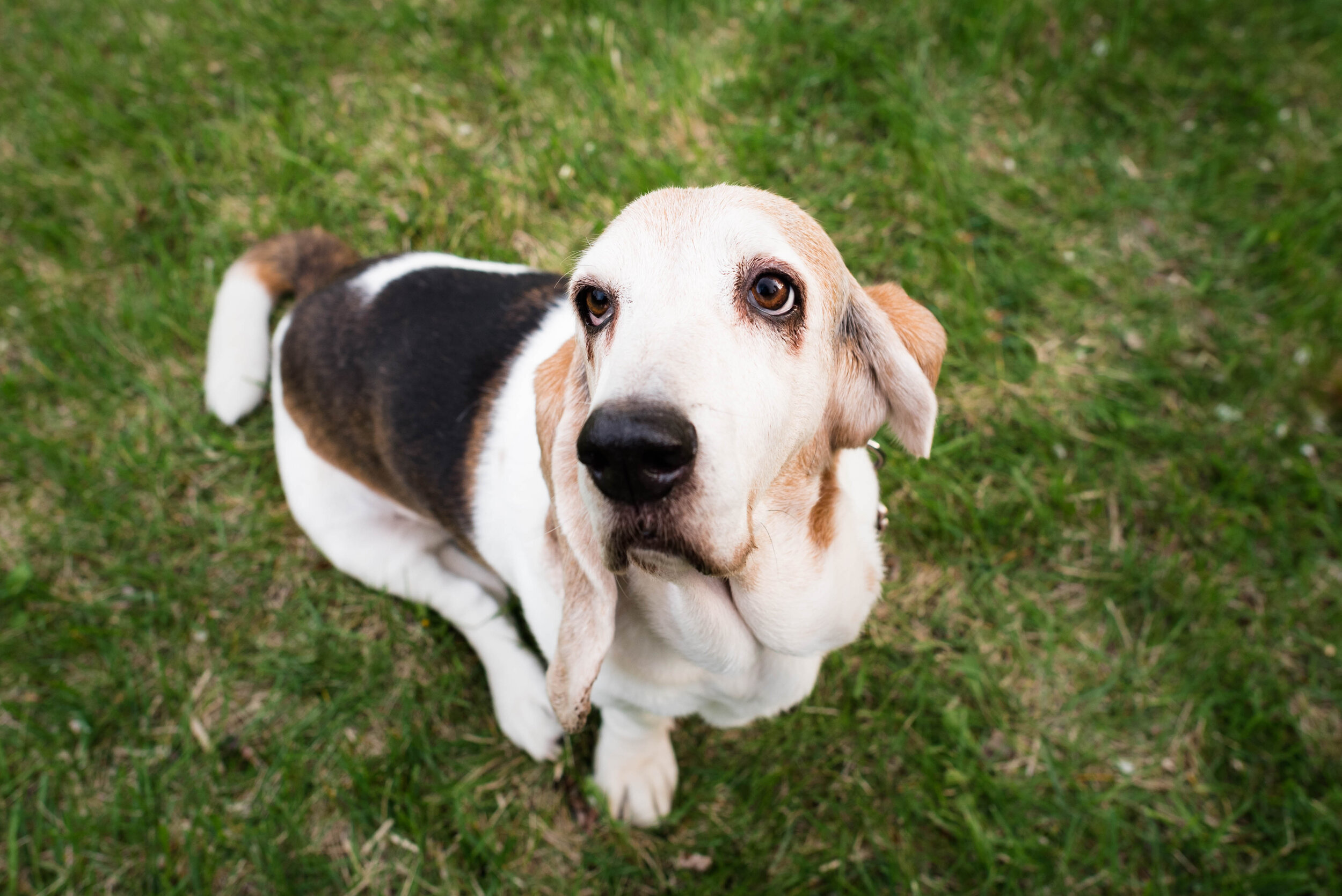 basset hound photo shoot 