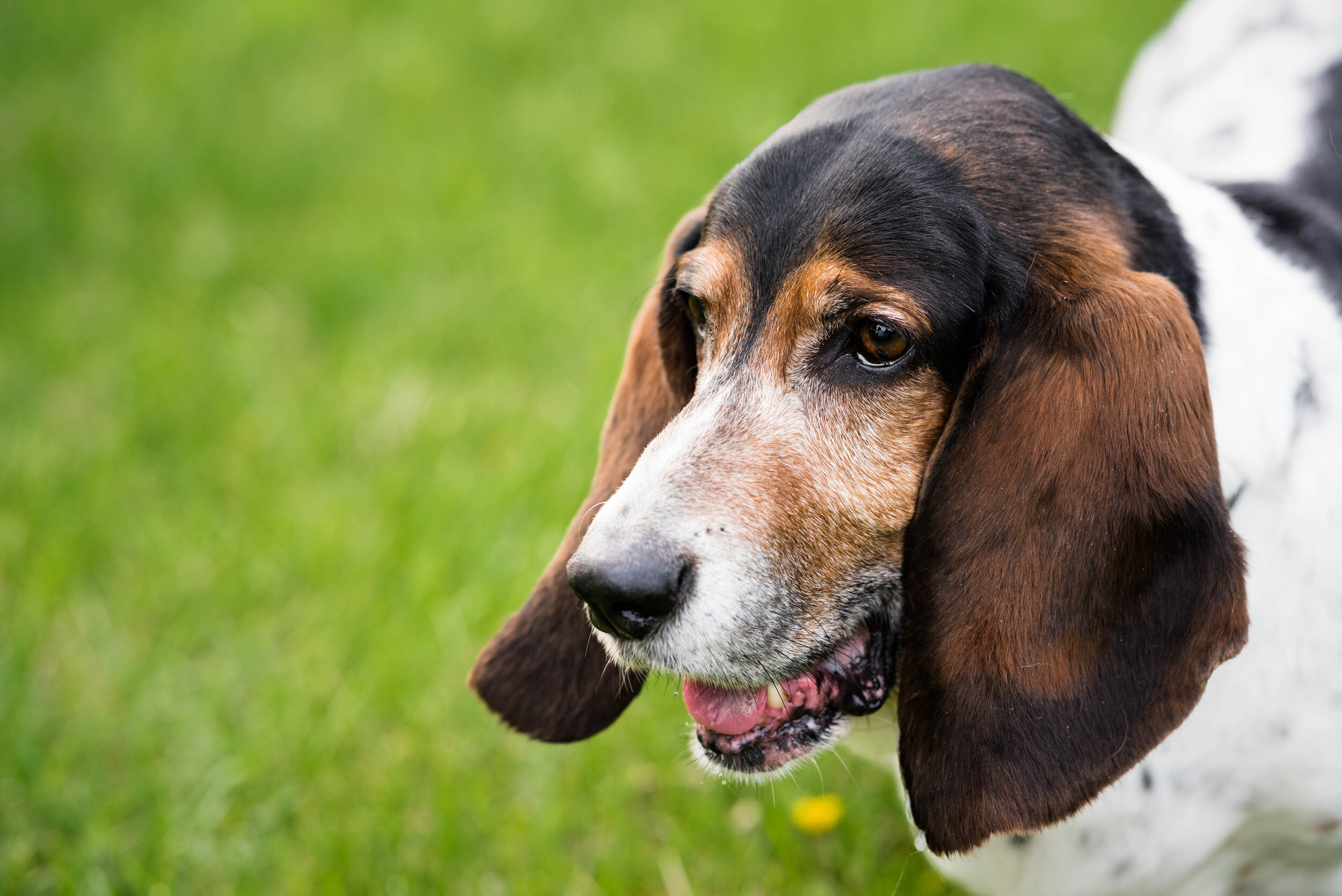 toledo ohio basset hound photography 