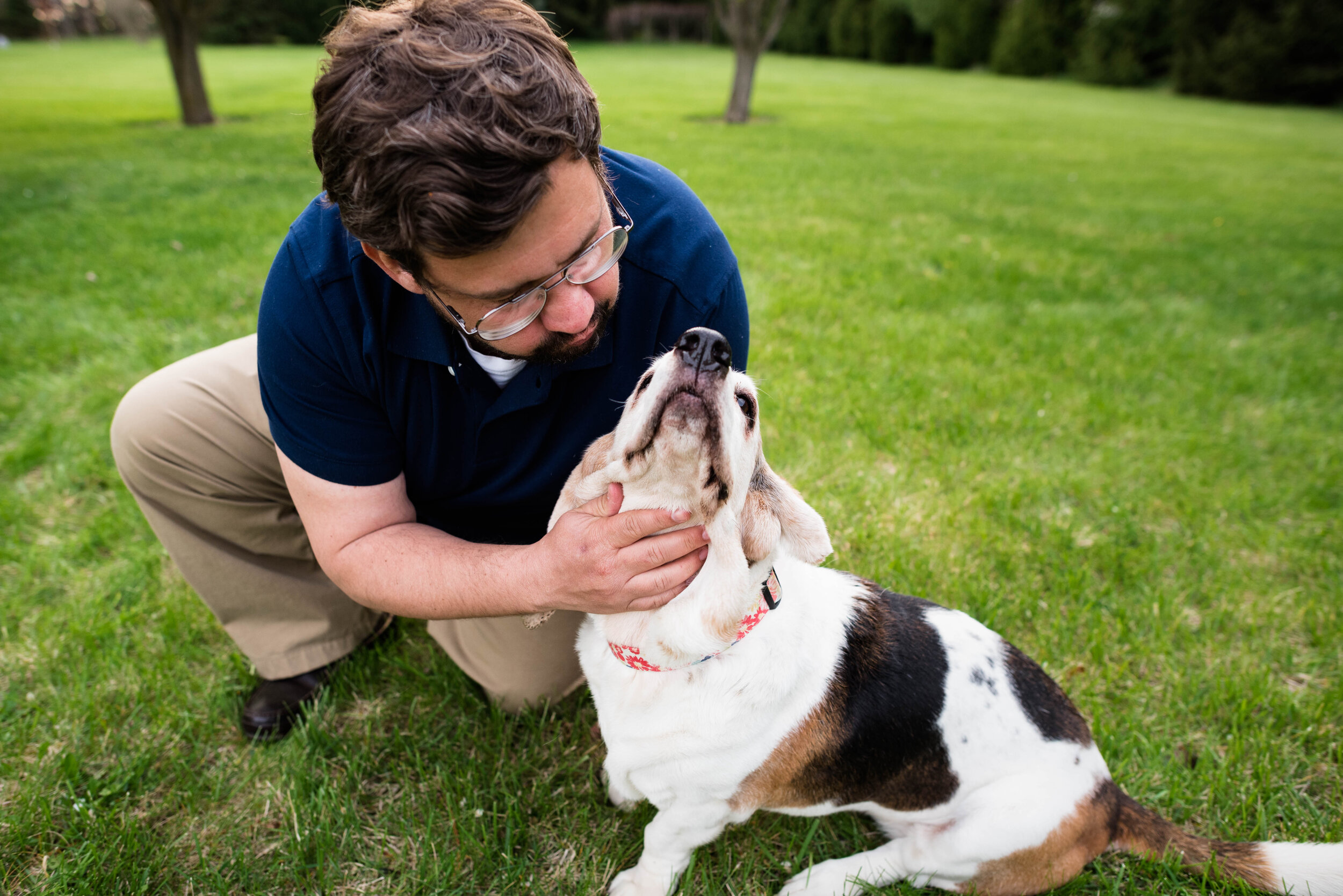 toledo basset hound photos 