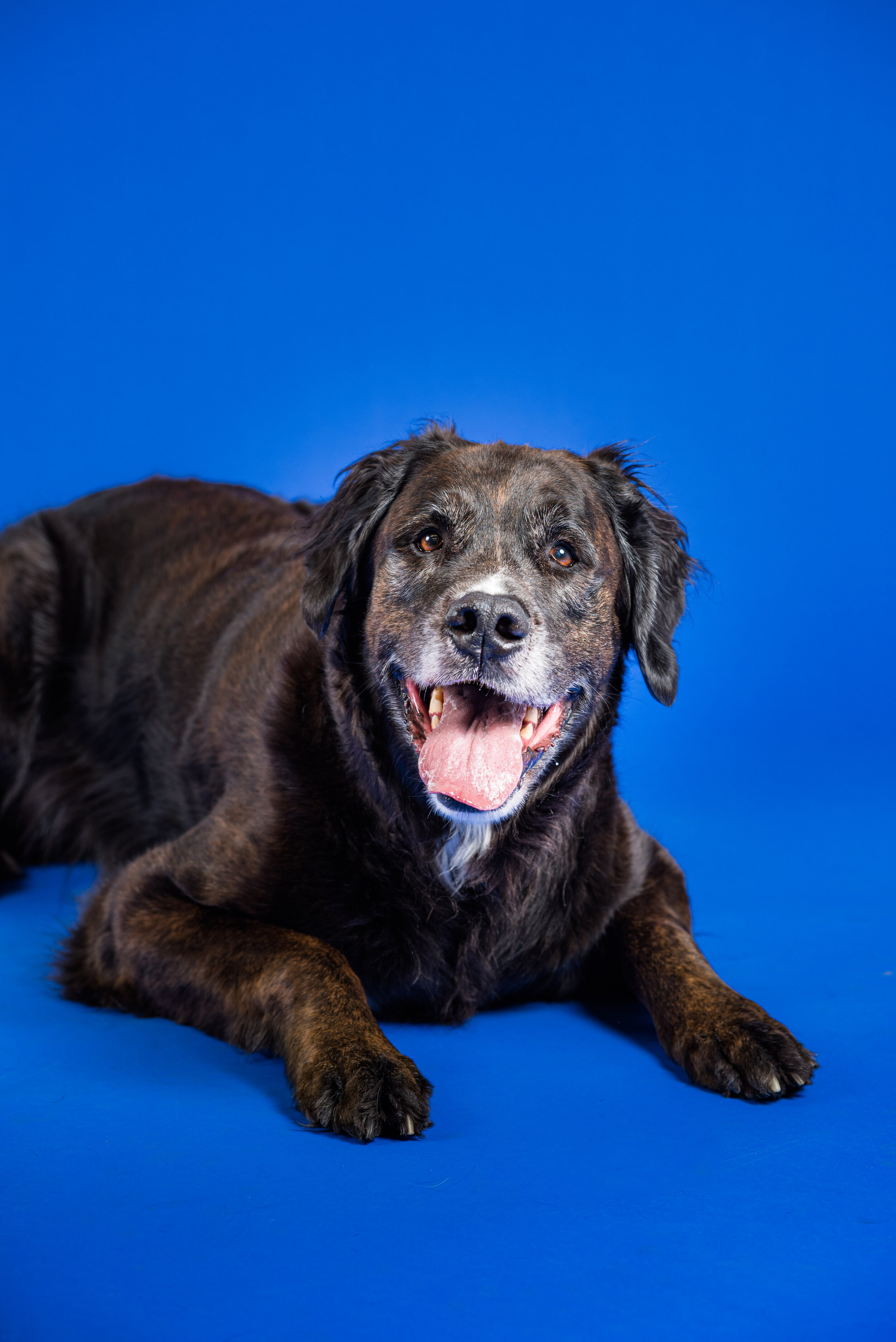 dog photography