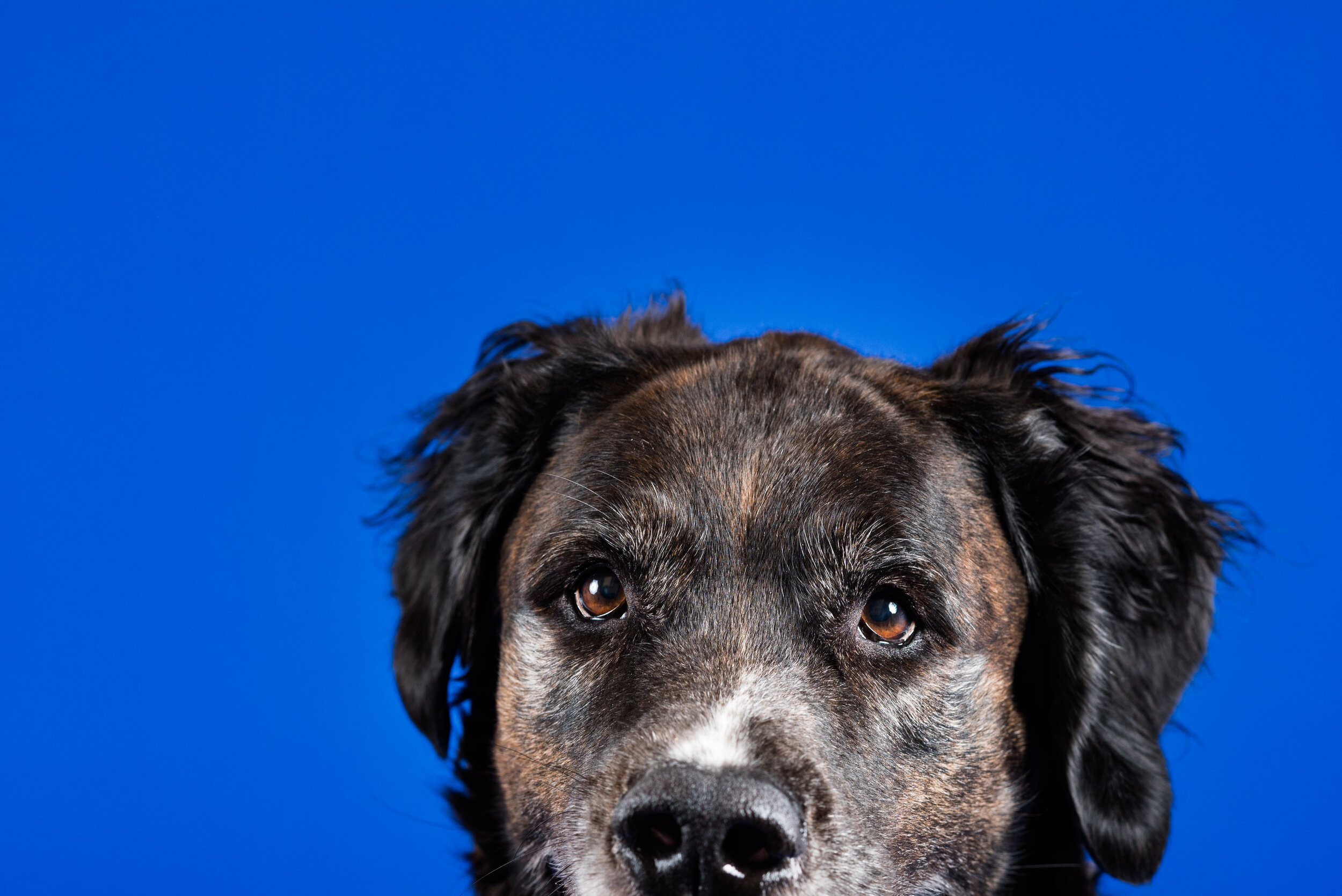 in studio dog portraits 