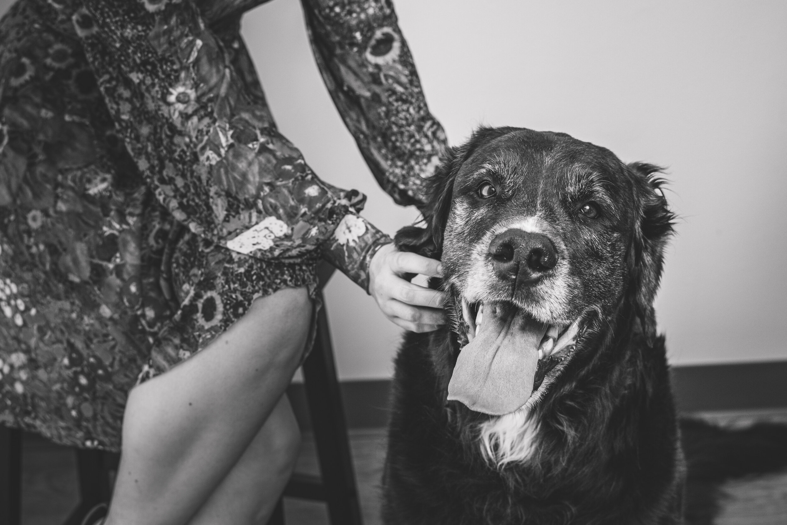 toledo ohio studio dog portraits 