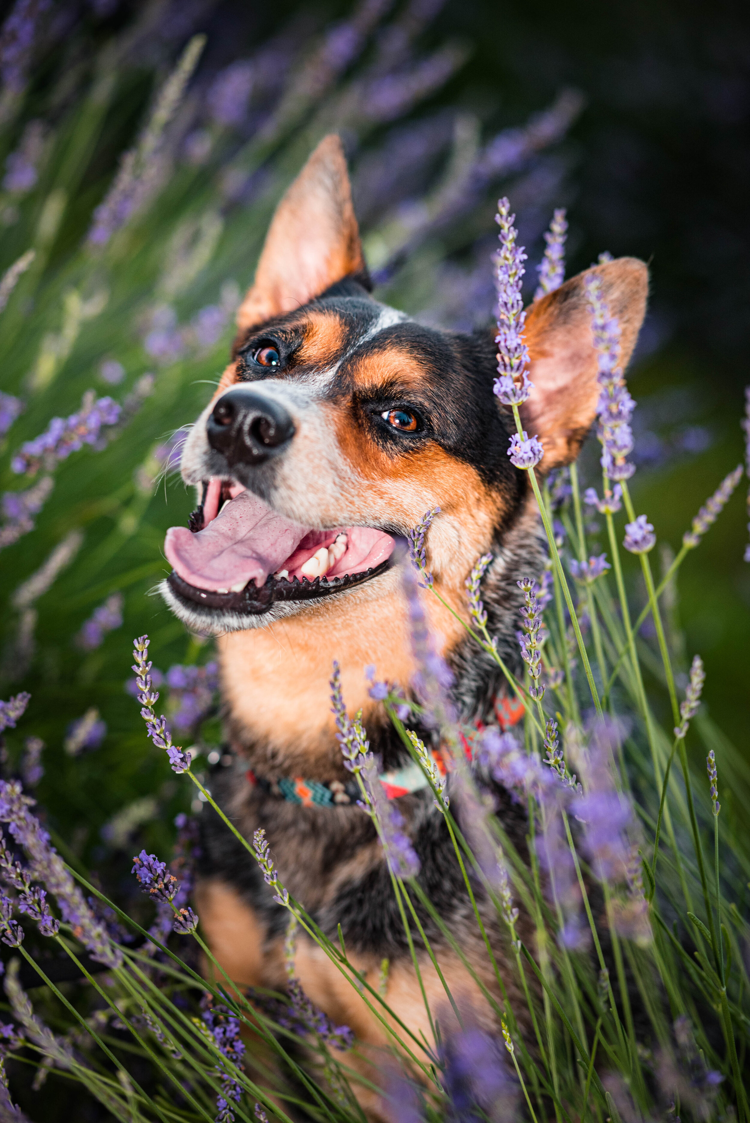 outdoor lavender dog photoshoot