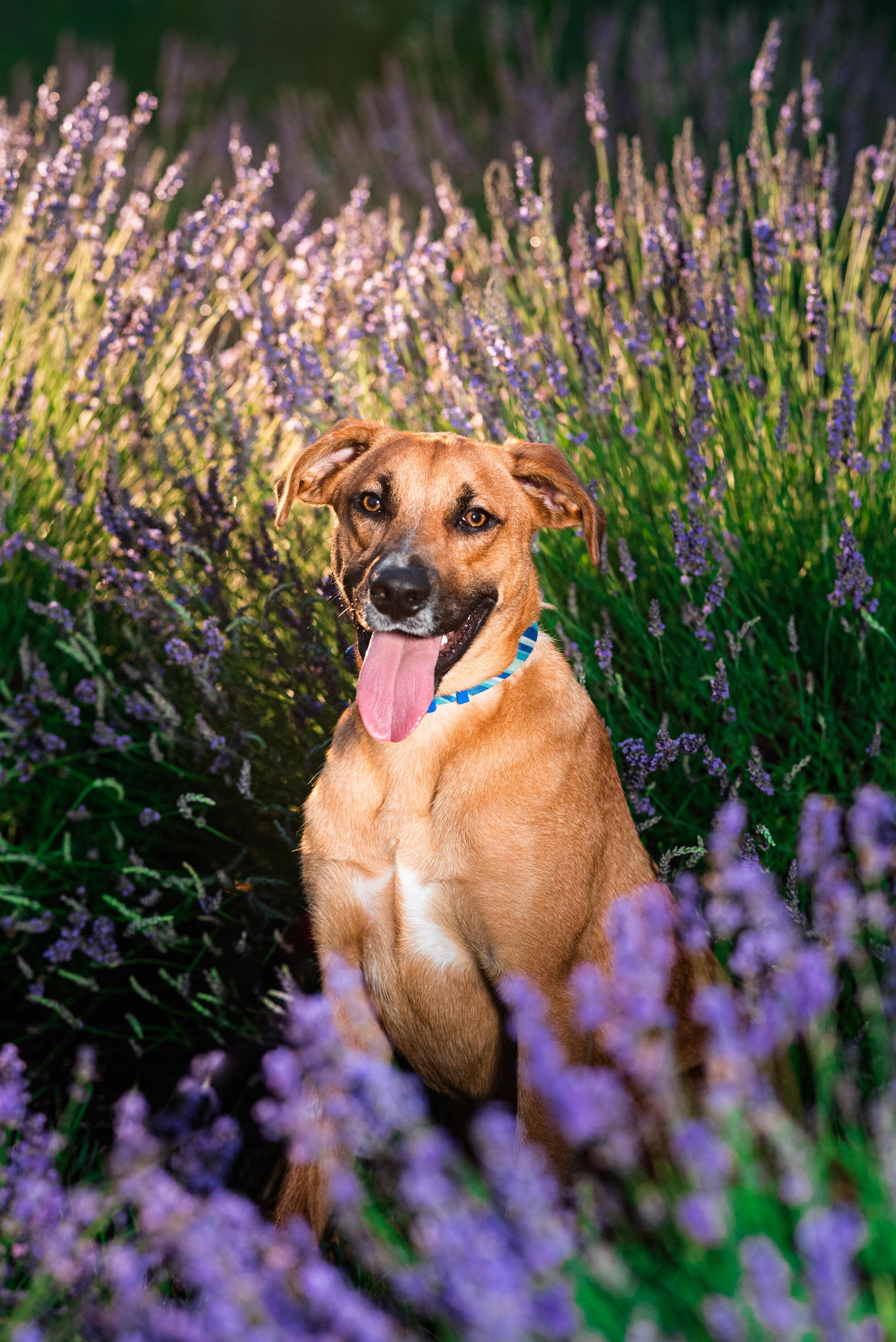 lavender dog photo session 