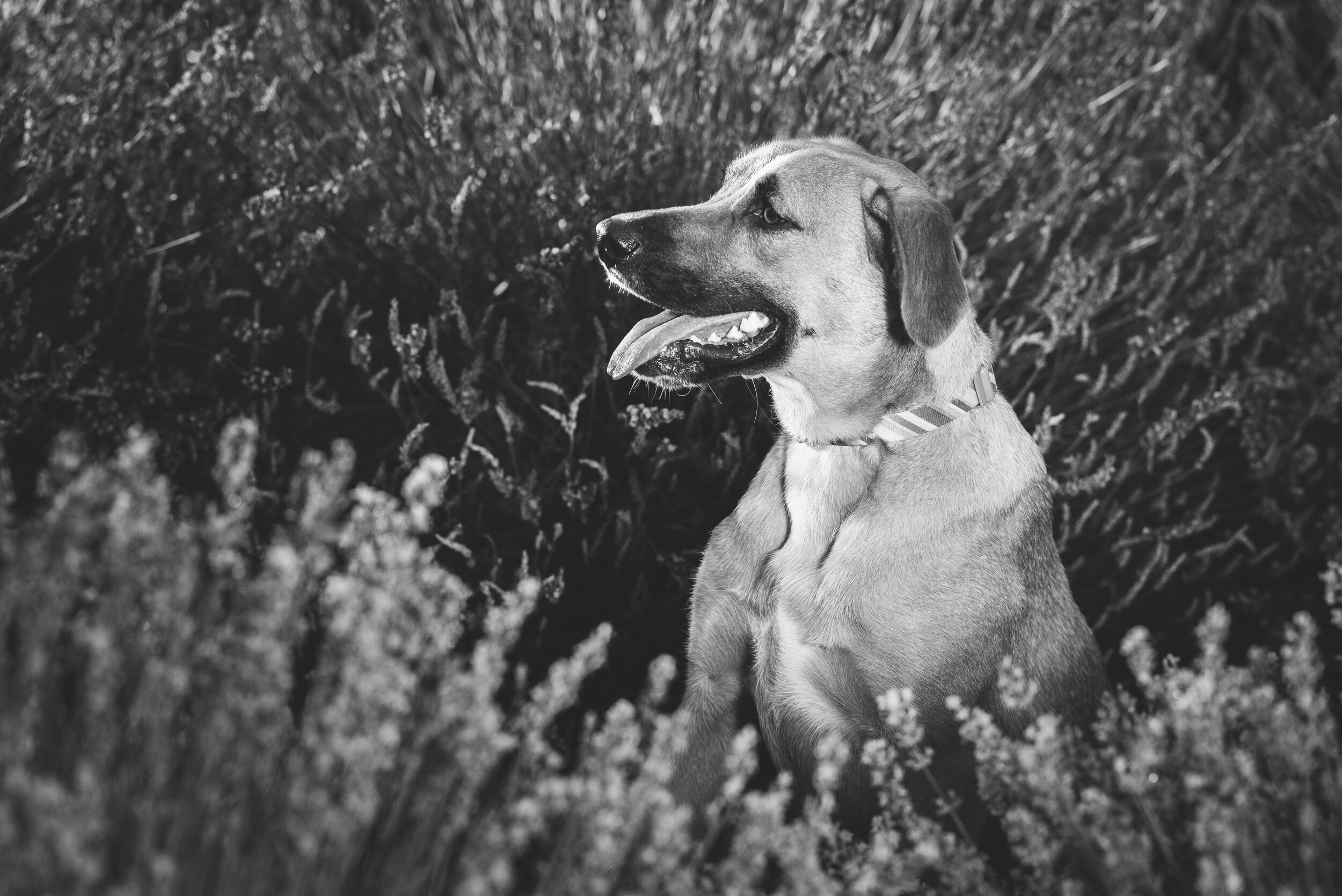 dog photography in lavender field