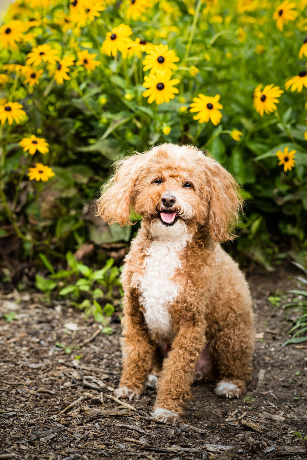 toledo ohio pet photography 