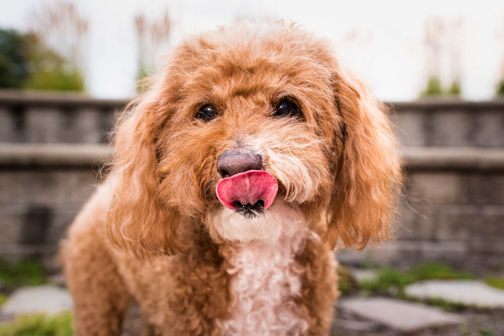 toledo pet photographer 