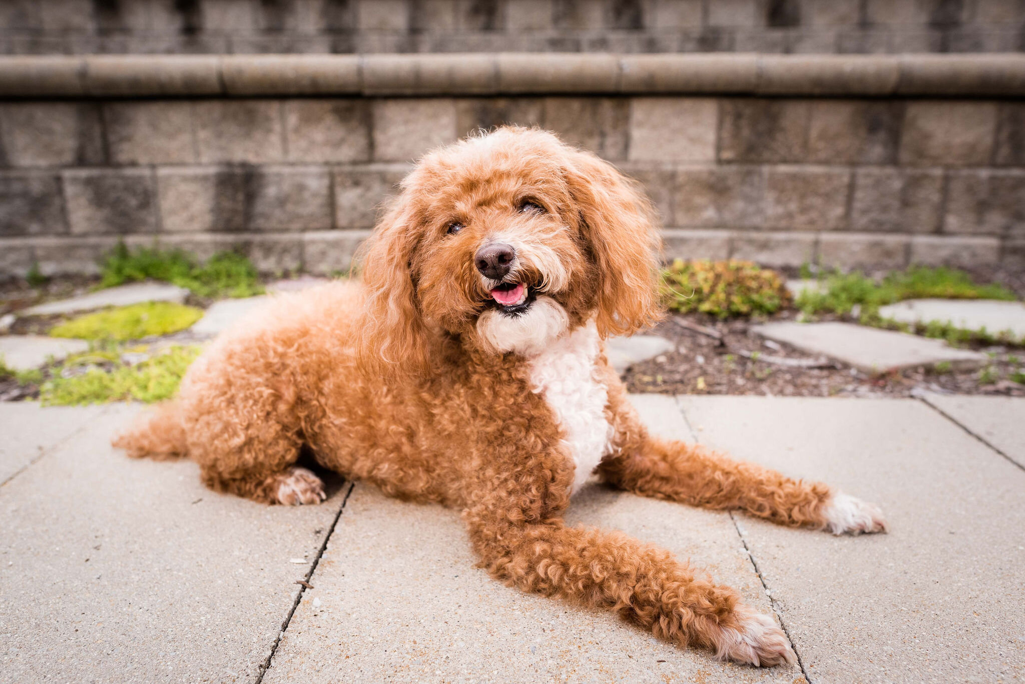 toledo pet photo shoot 