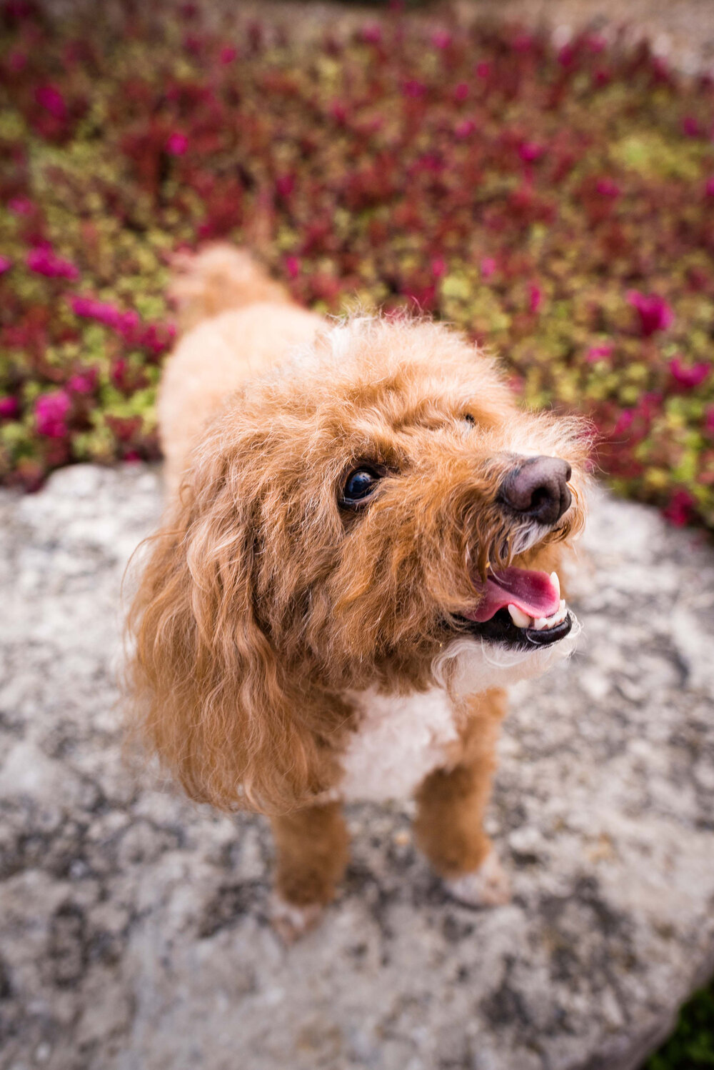 outdoor dog photo session 