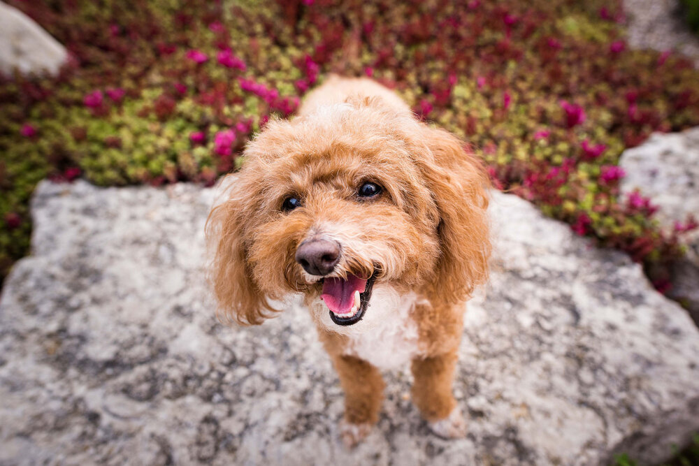 outdoor dog photo shoot