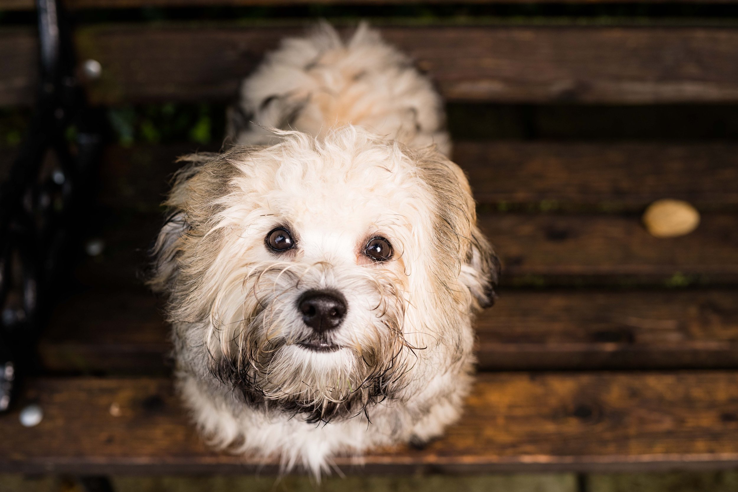 toledo pet photography 