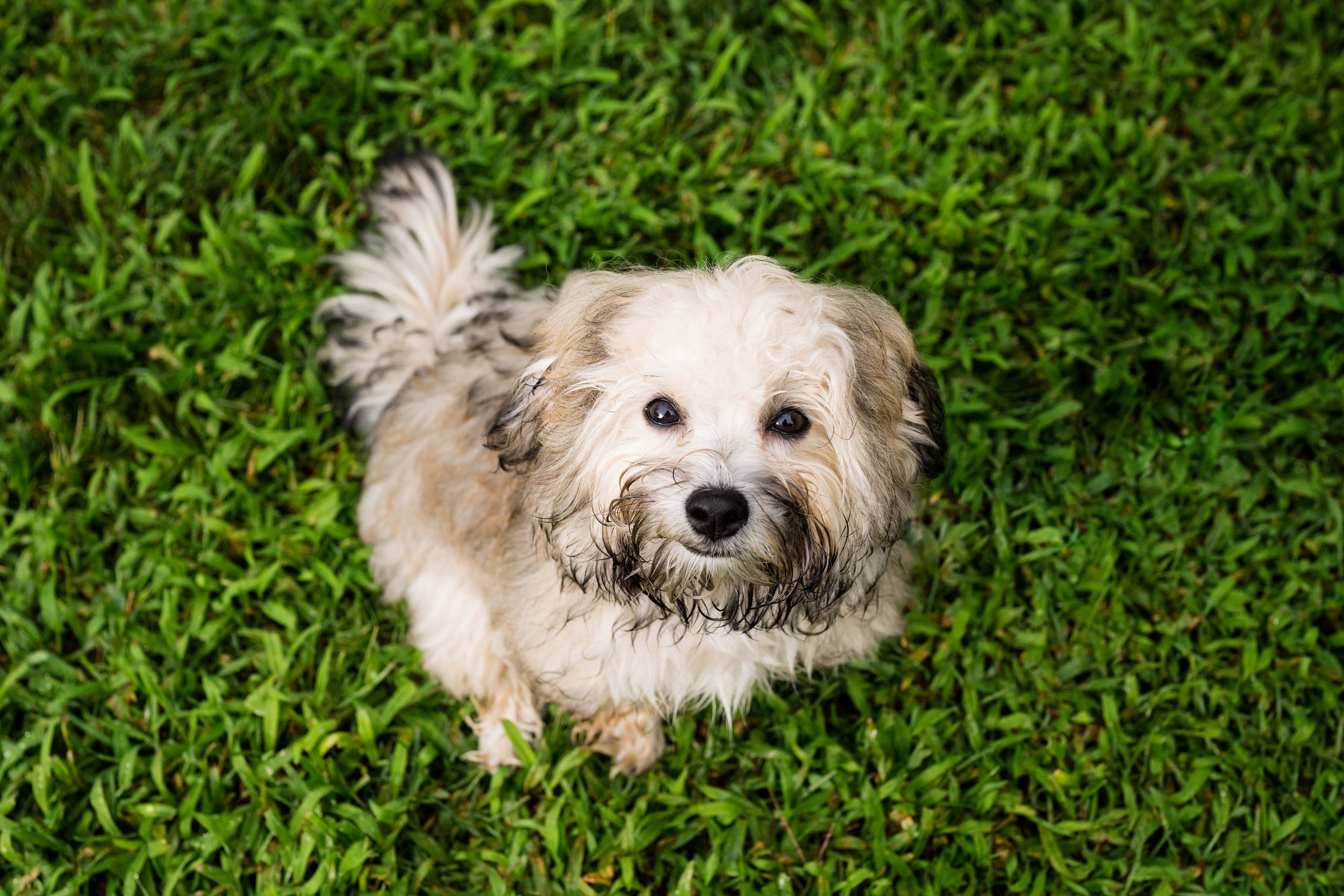 sylvania dog photographer 