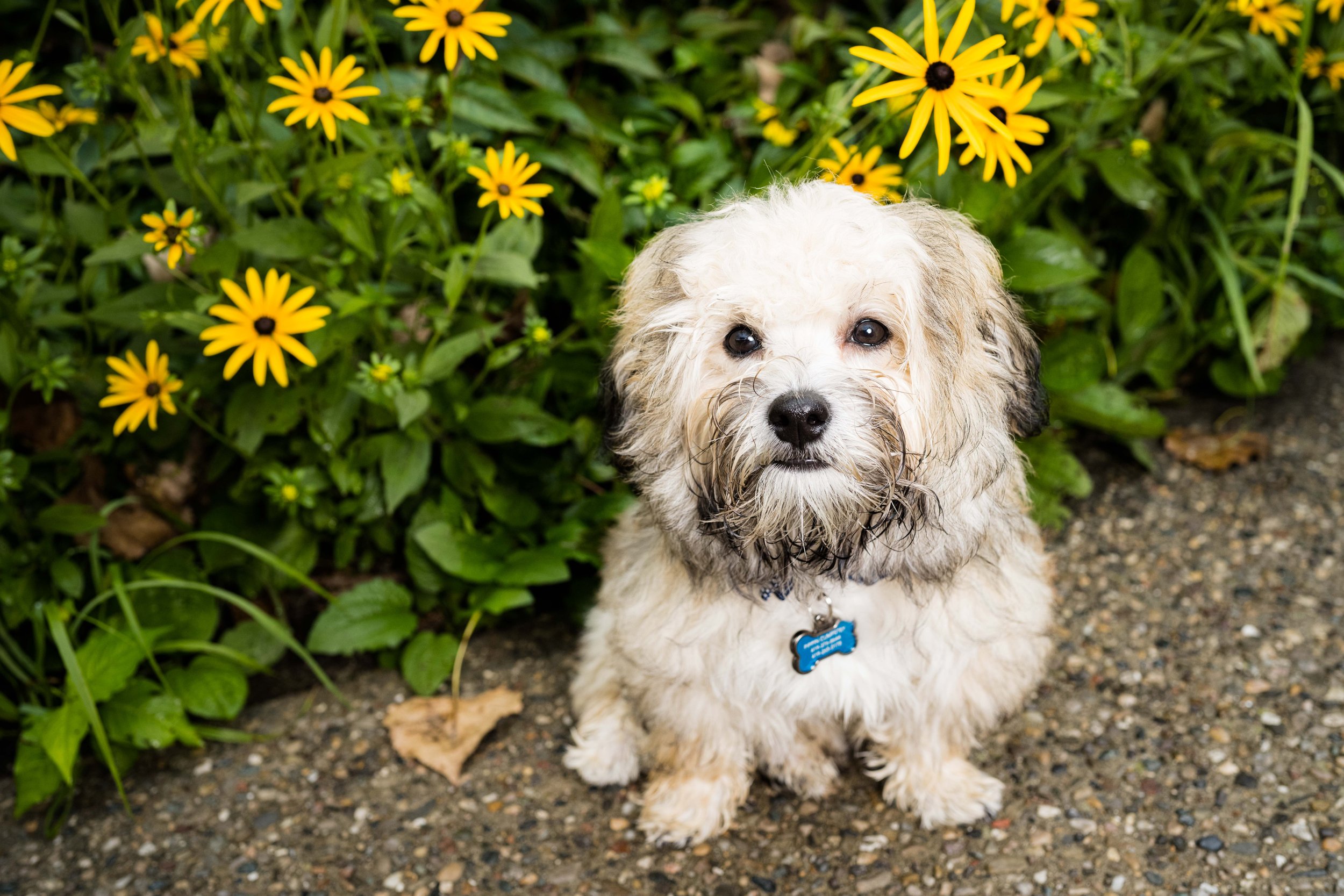 sylvania dog photographer