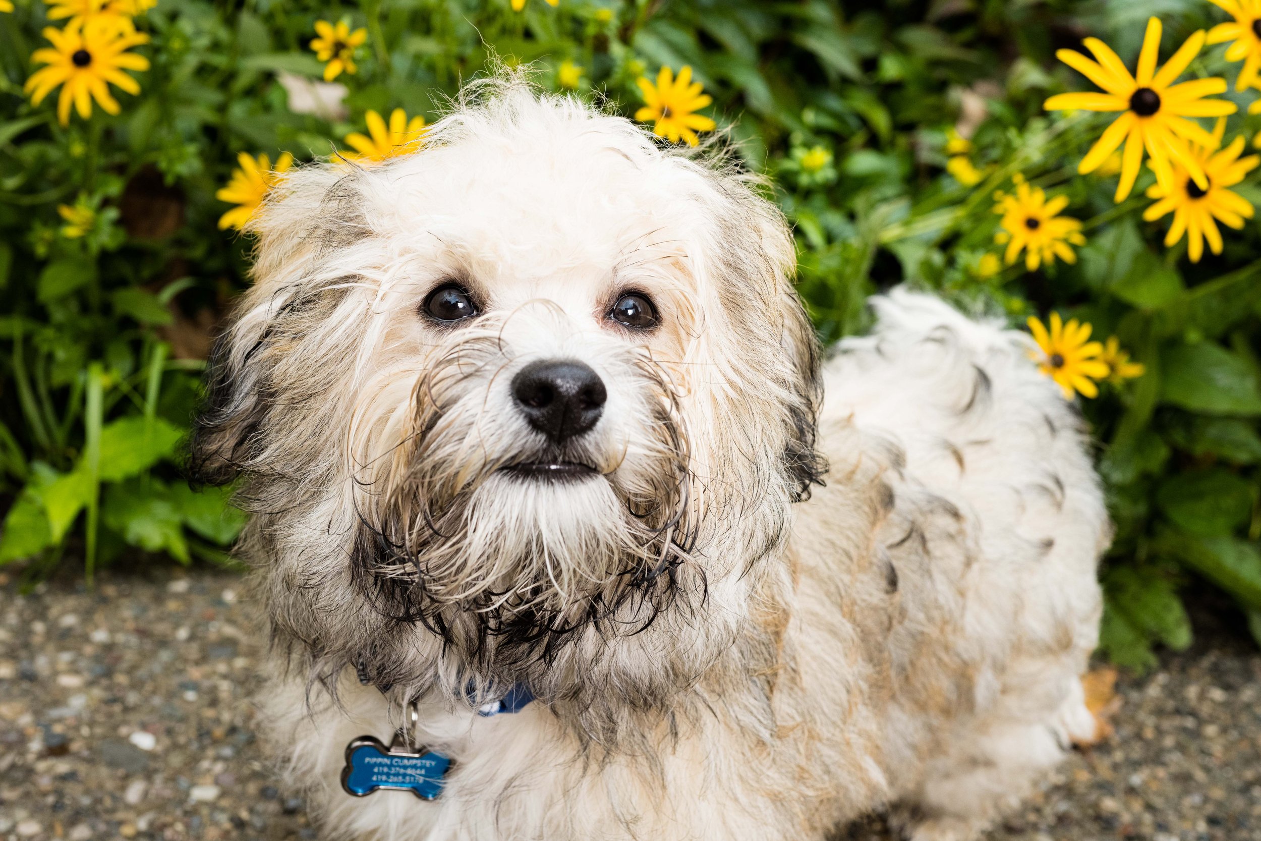 toledo dog photographer