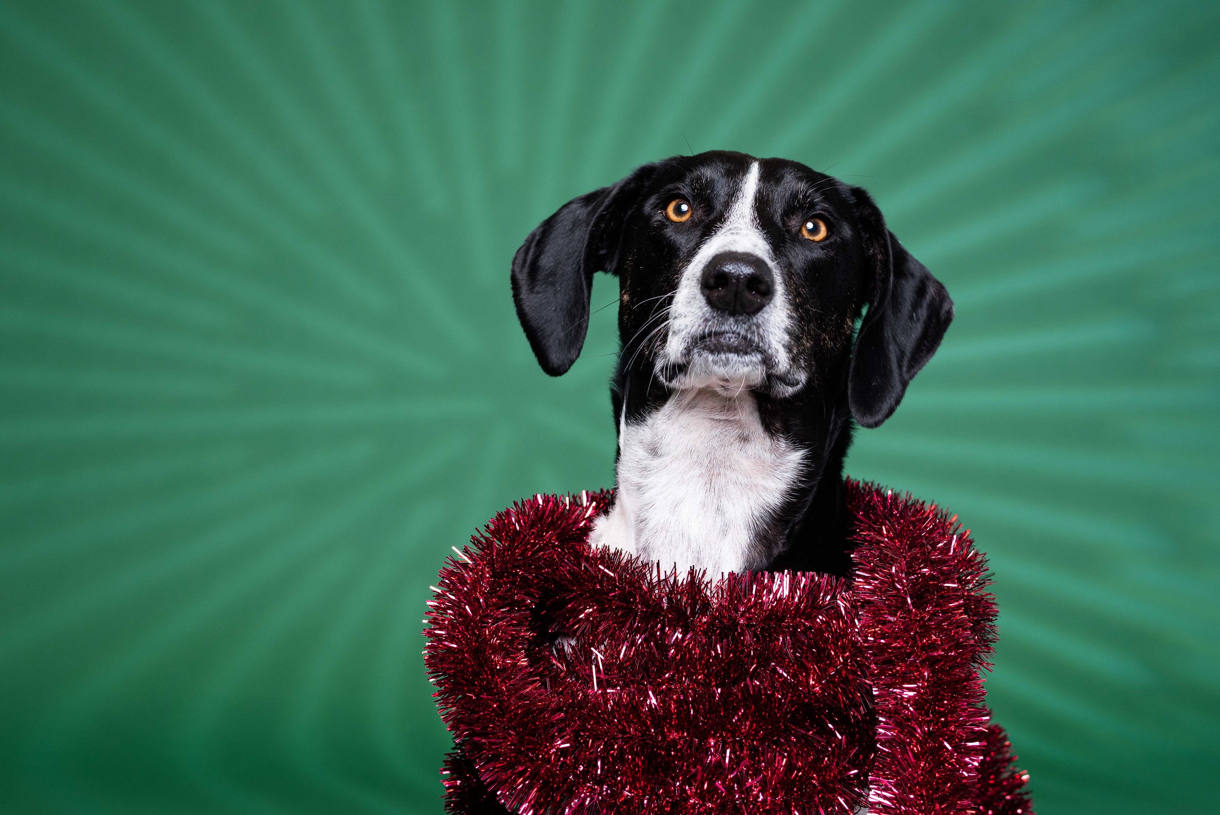 Toleod ohio pet Christmas phot session