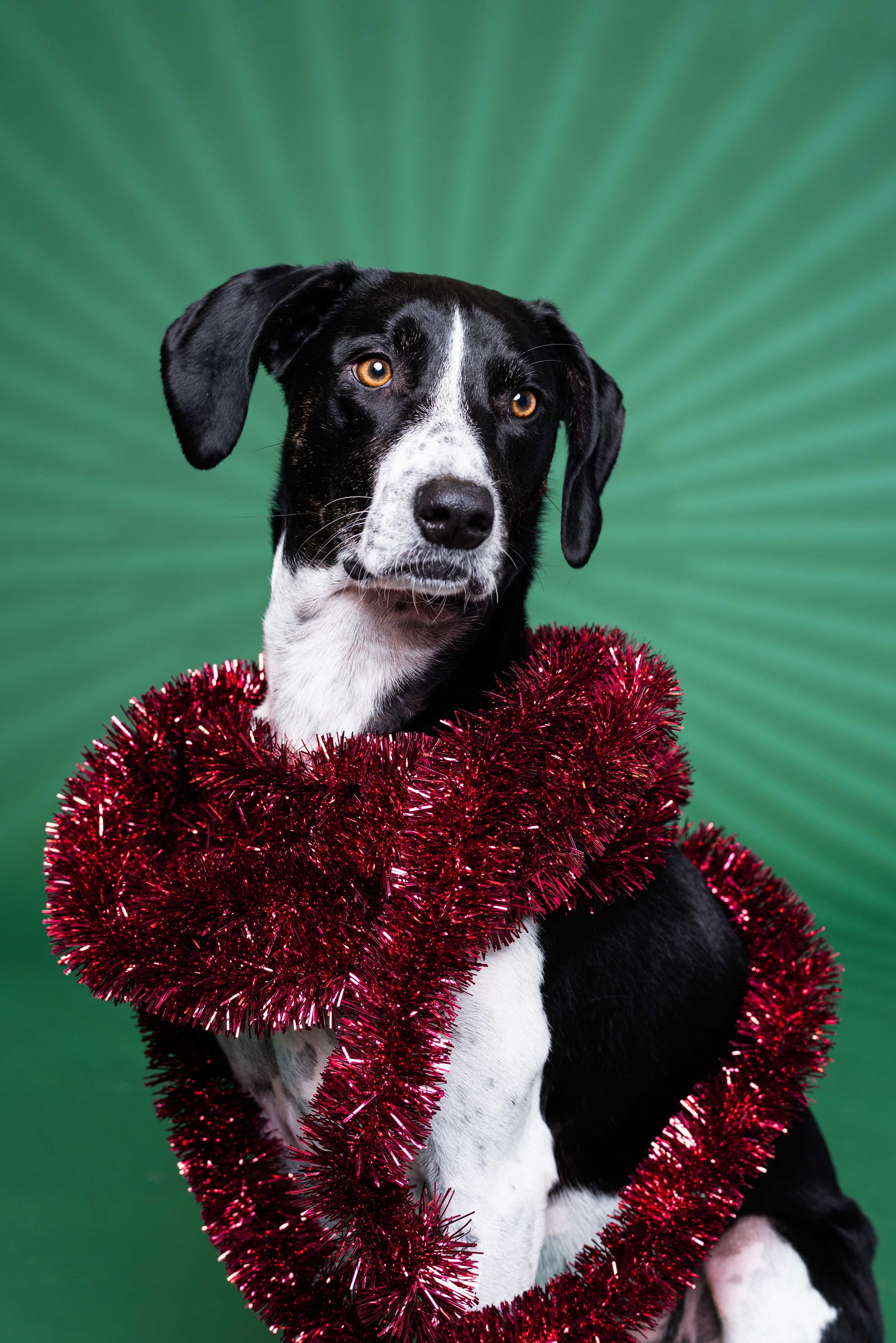 dog Christmas photoshoot 