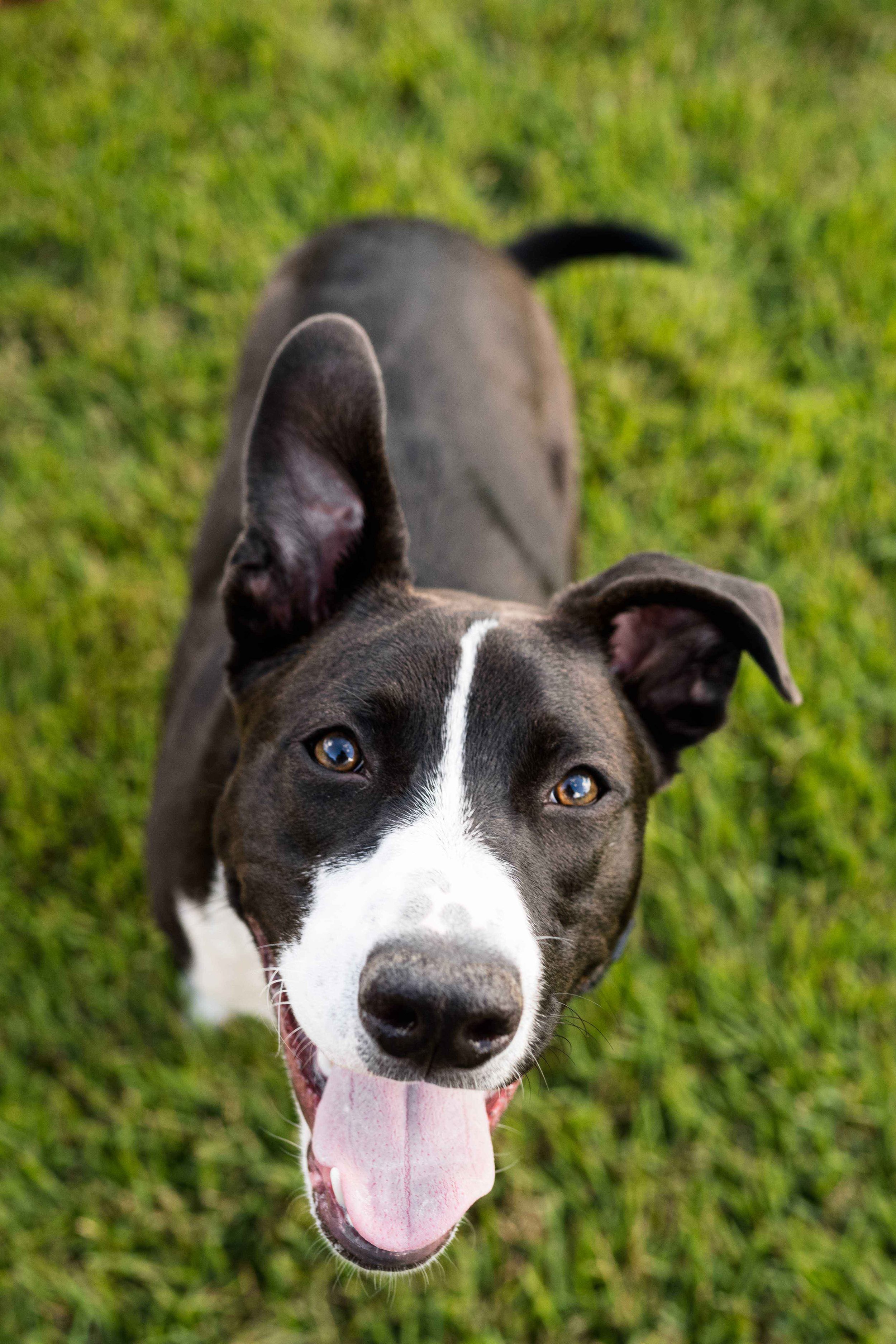 sylvania ohio dog photographer 