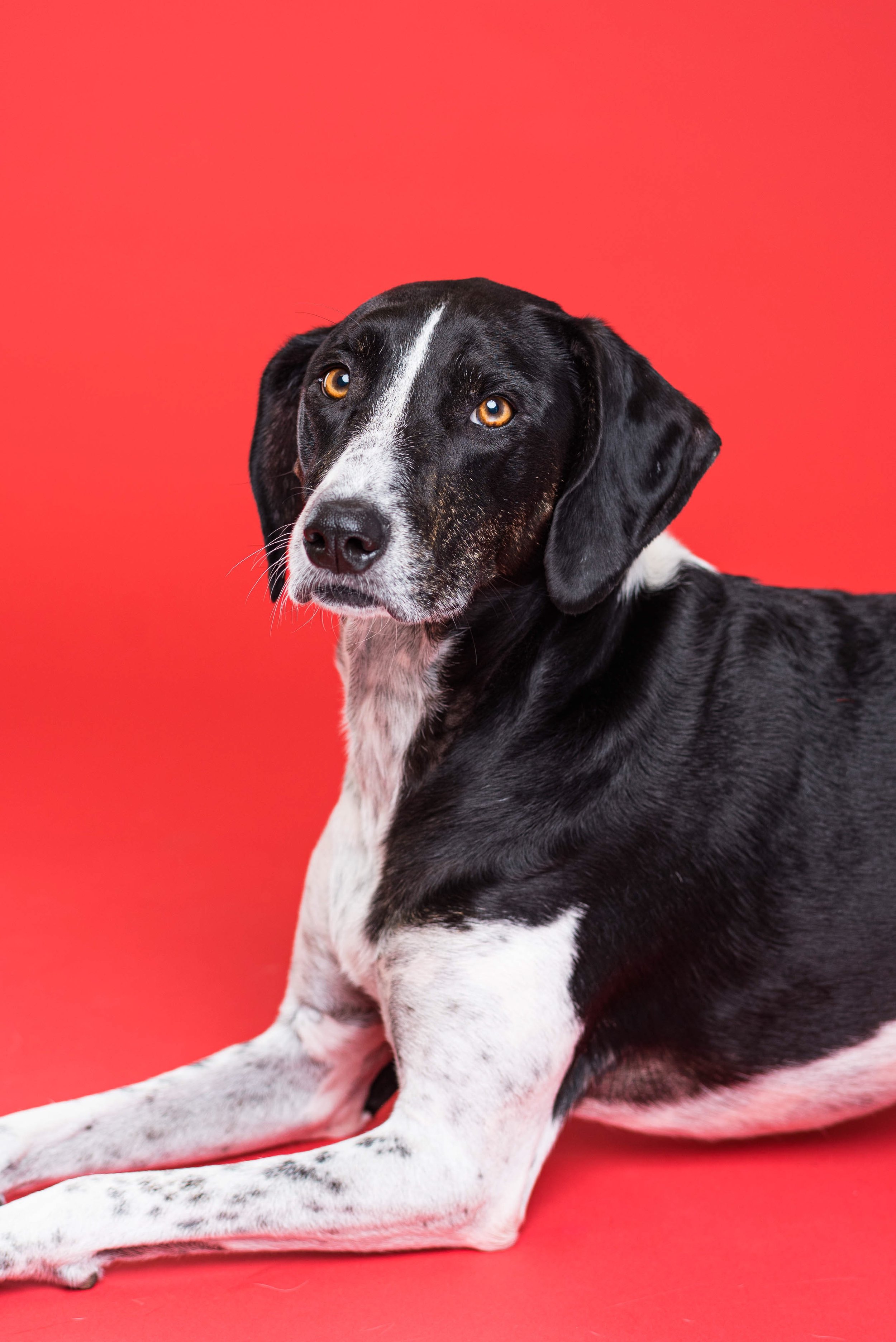 toledo studio dog photos