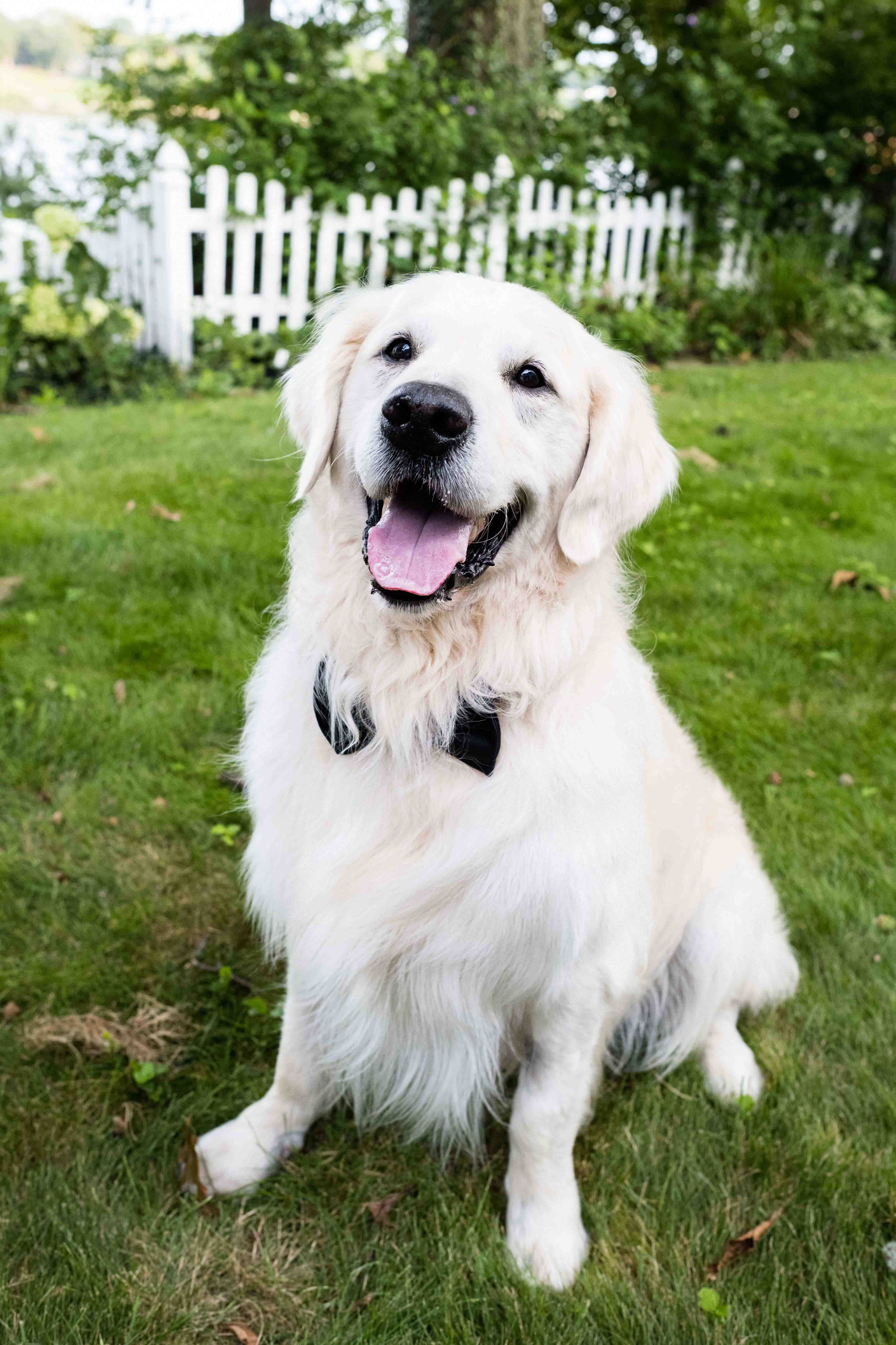 toledo ohio outdoor dog photography