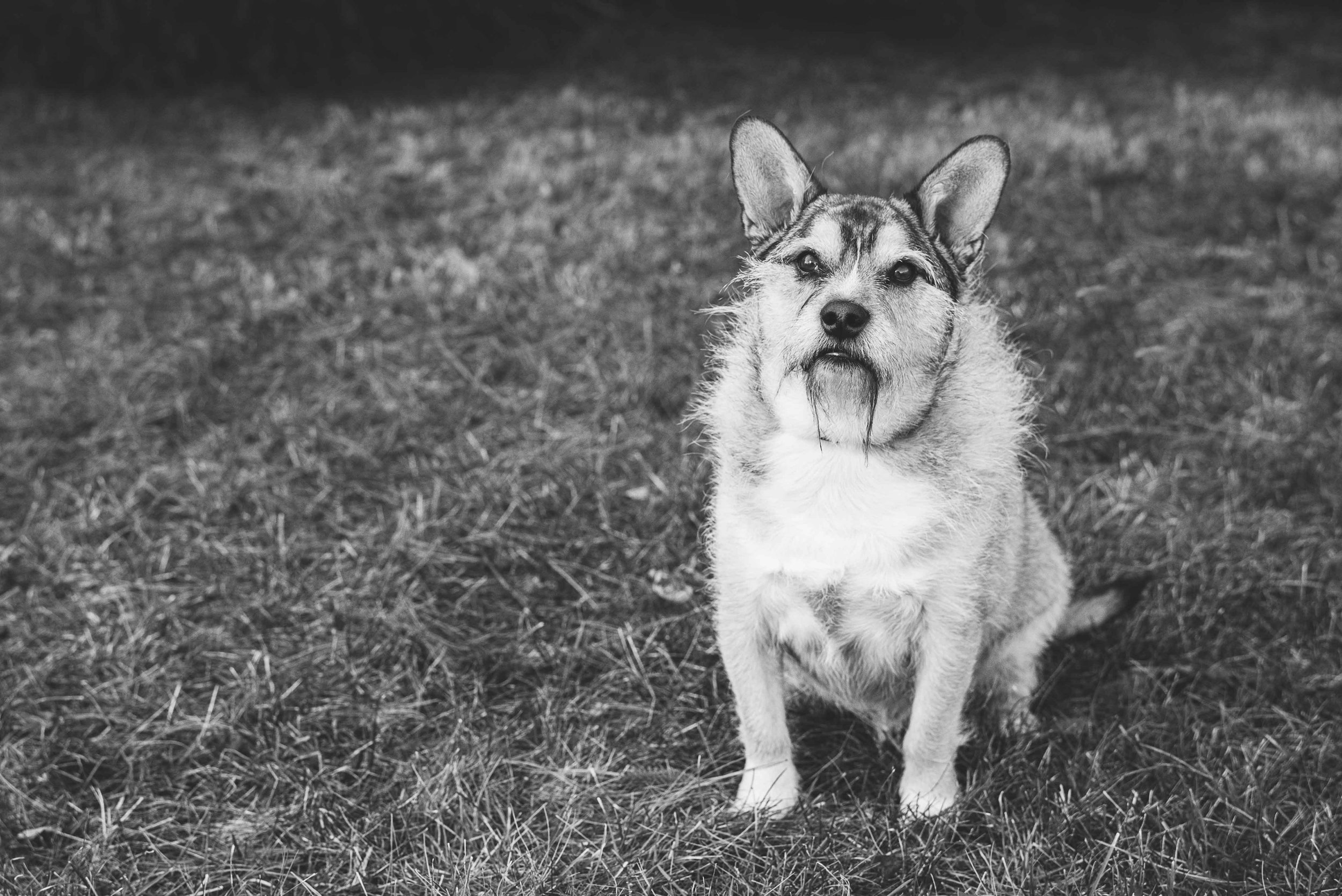 toledo pet portrait