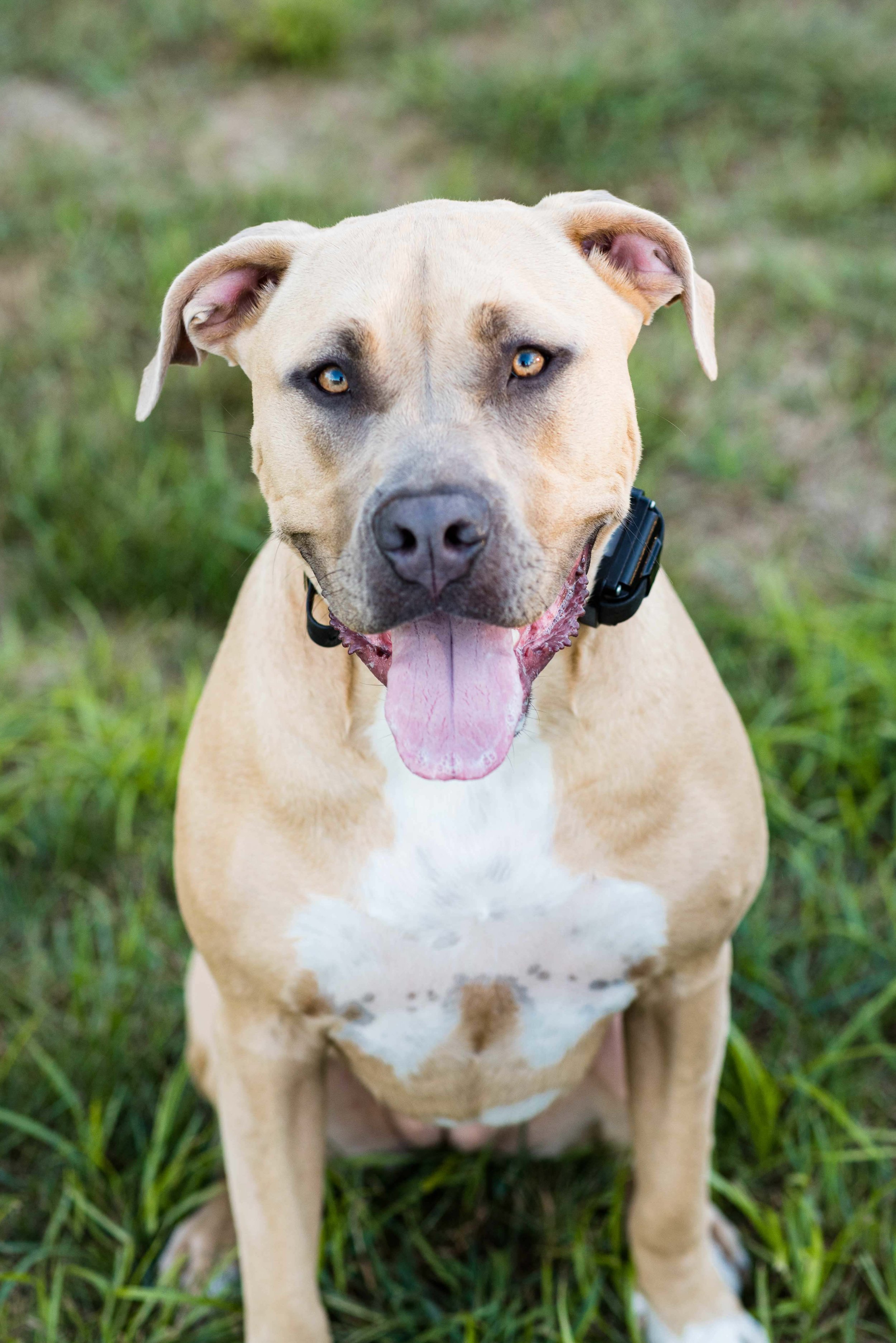 toledo ohio dog portrait