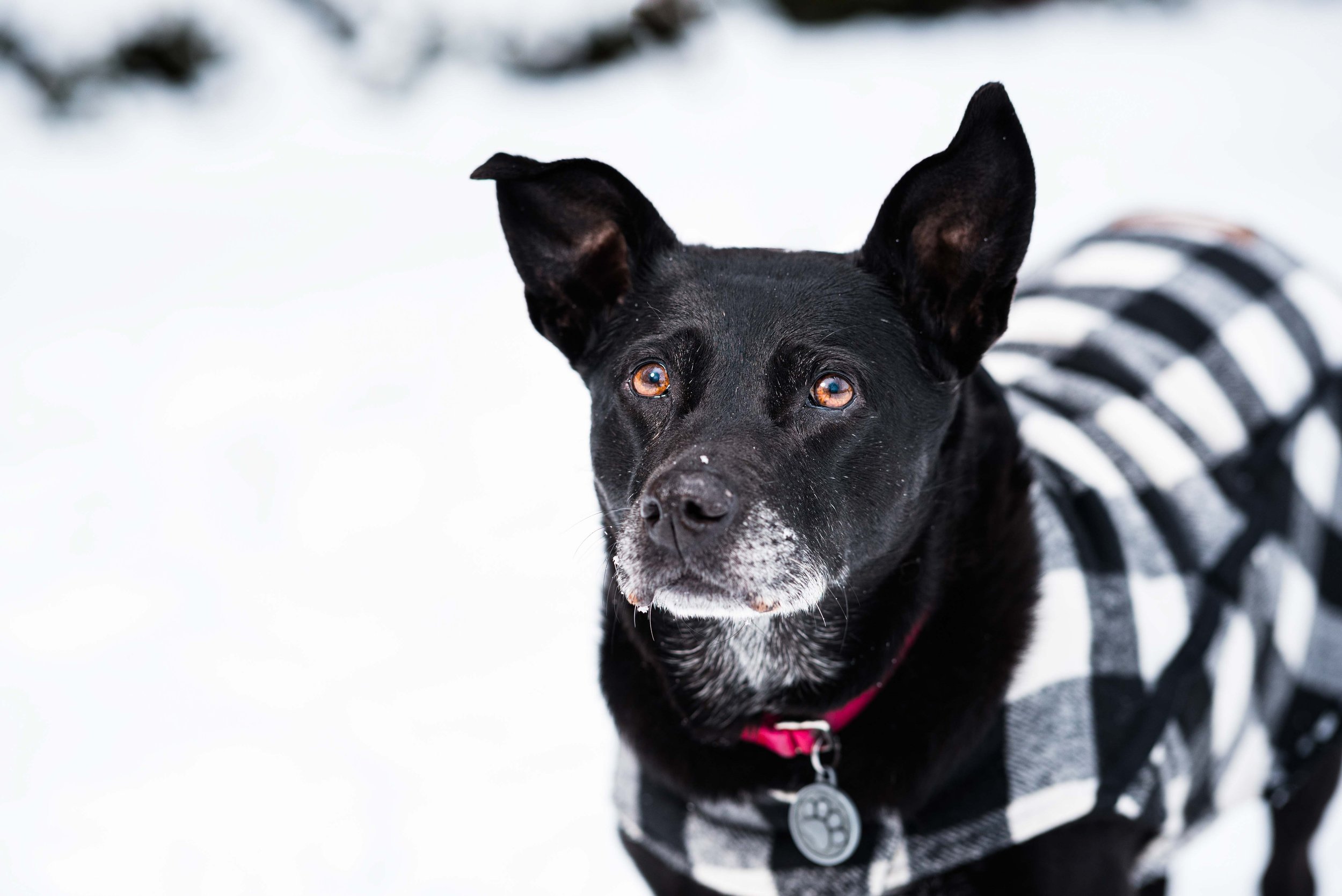 toledo winter dog photo session