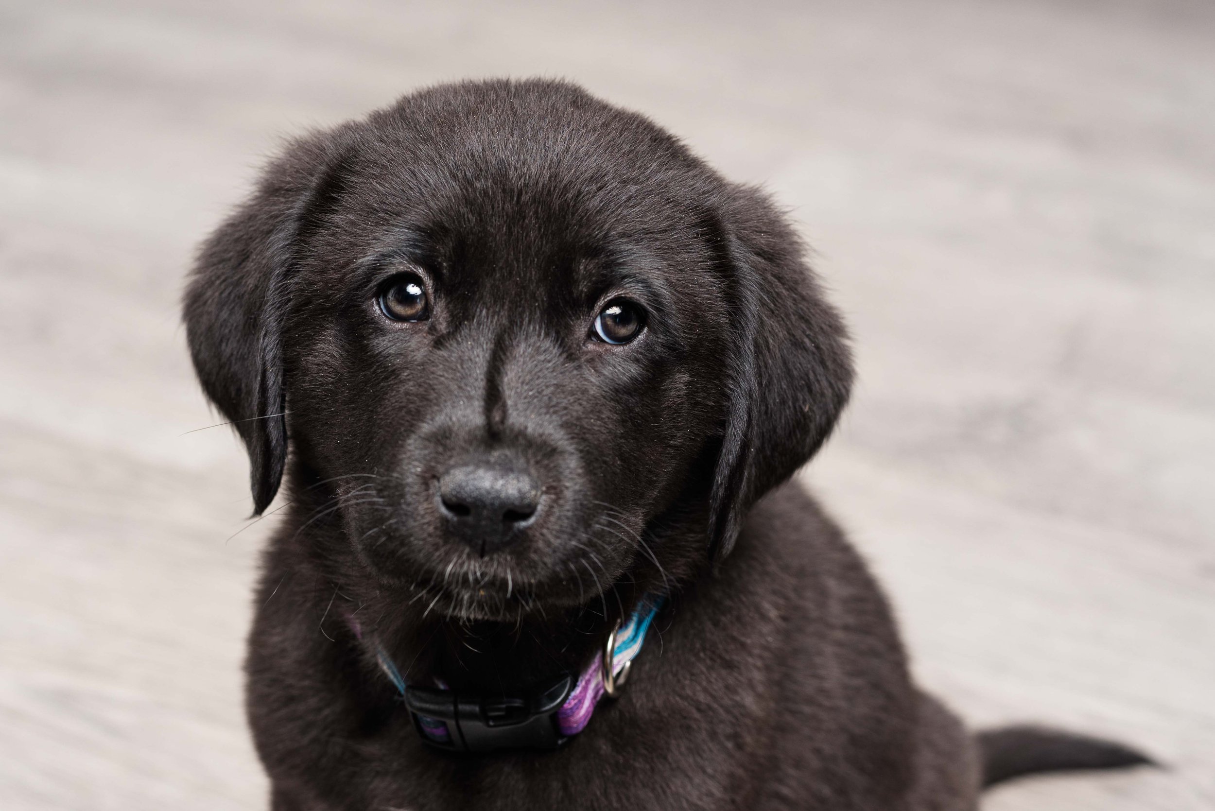 toledo pet portrait