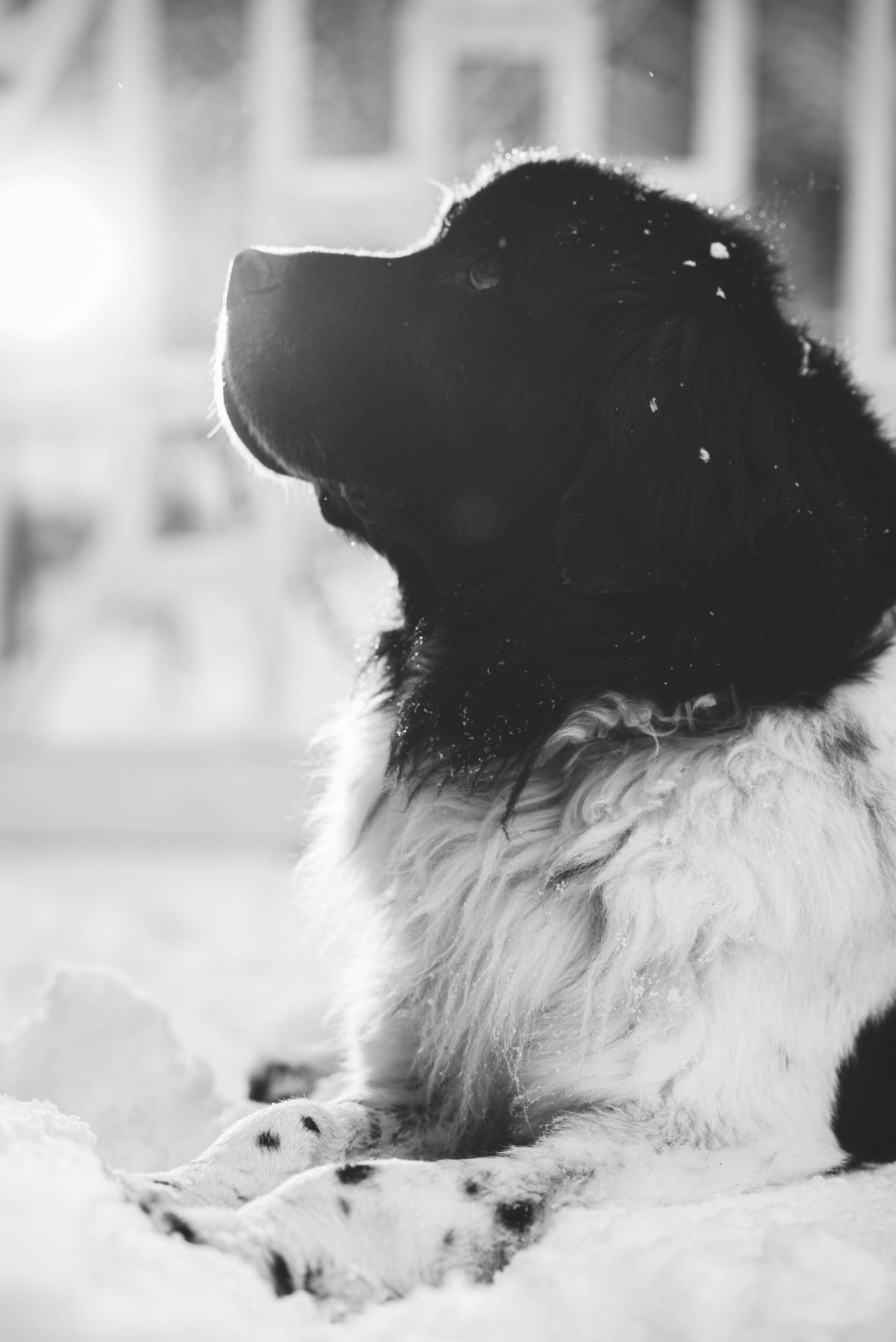 ohio winter dog photo session 