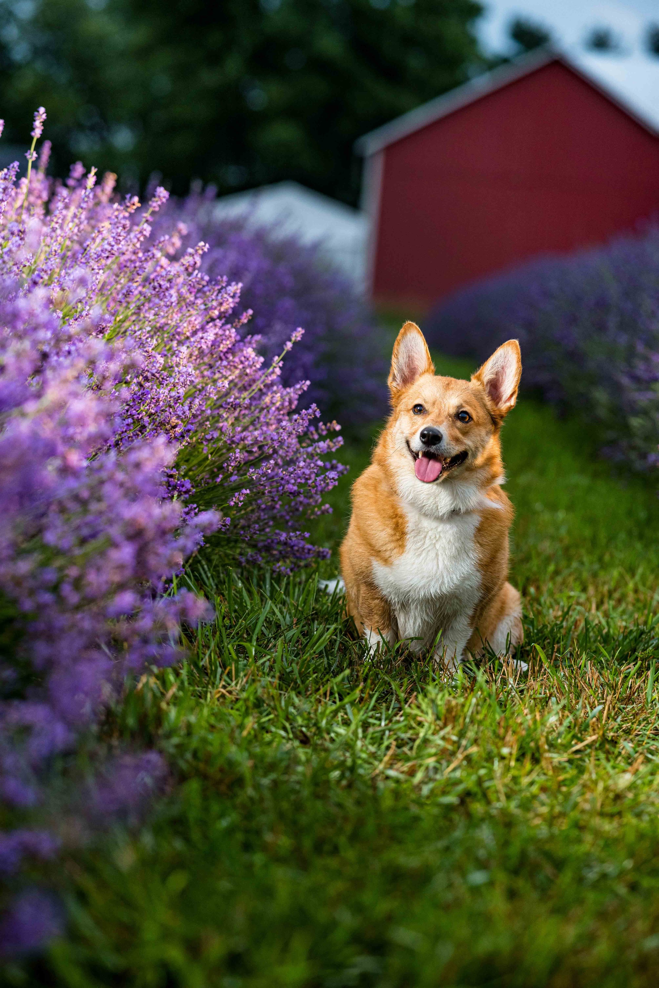 toledo ohio dog Photography in lavender field