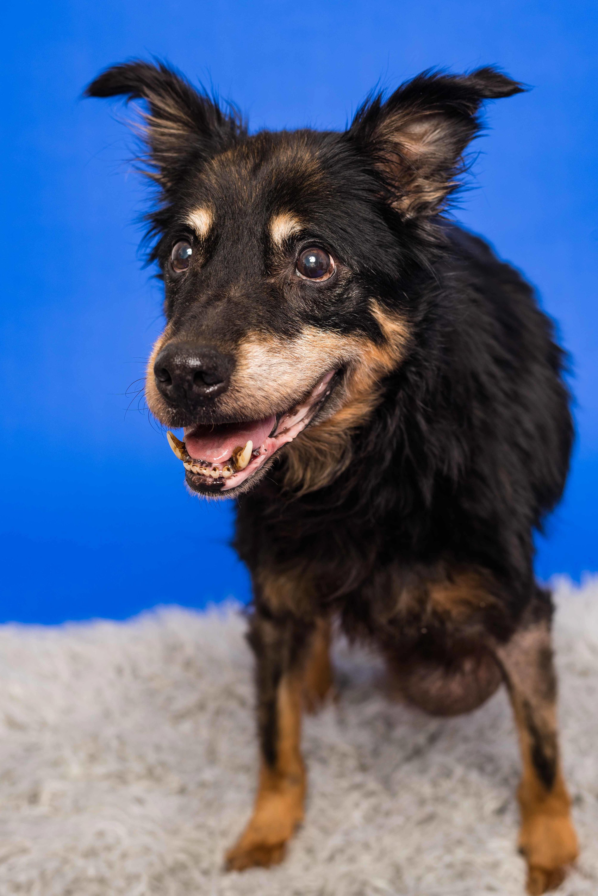 toledo senior dog photographer 