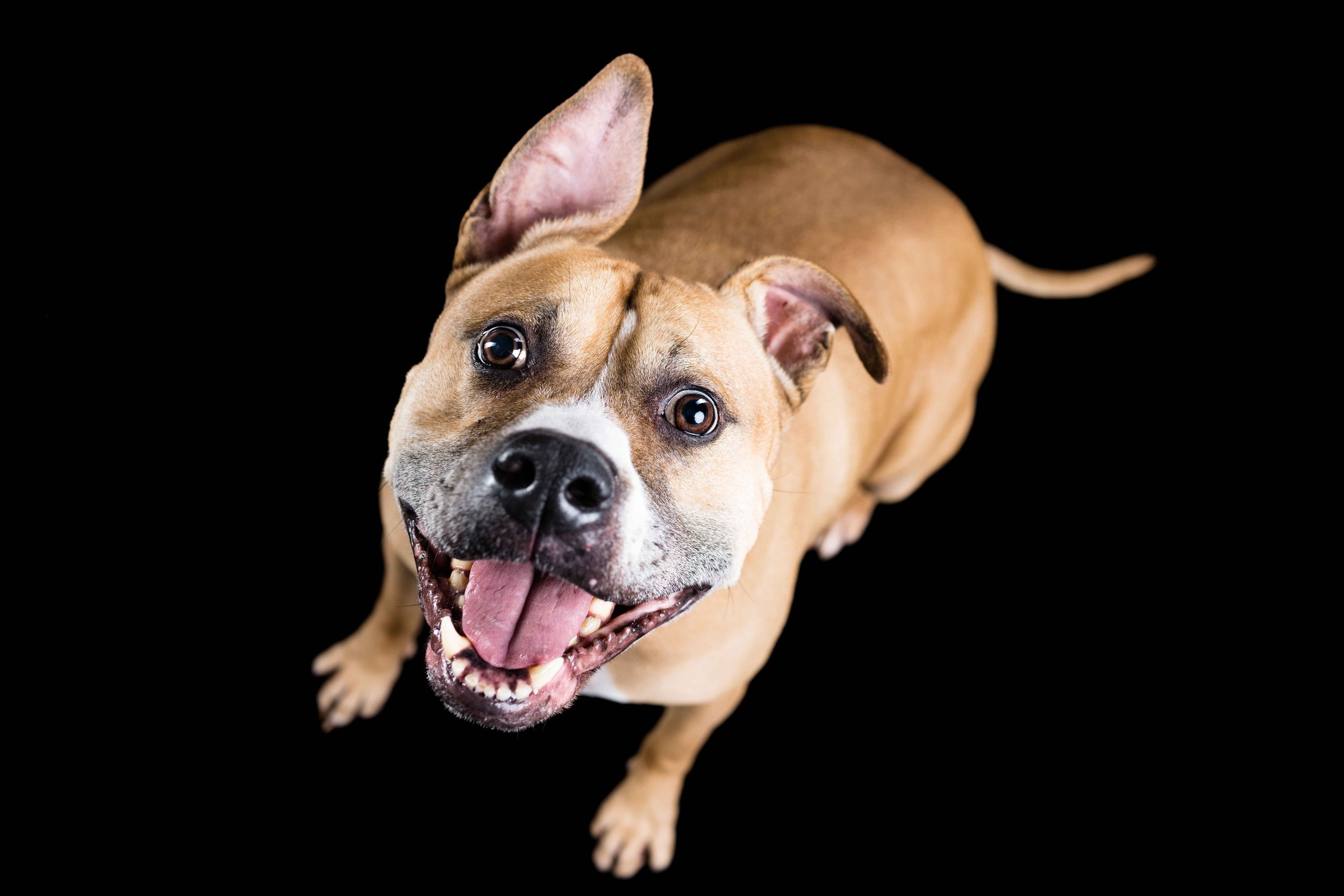 toledo ohio rescue dog Photography 