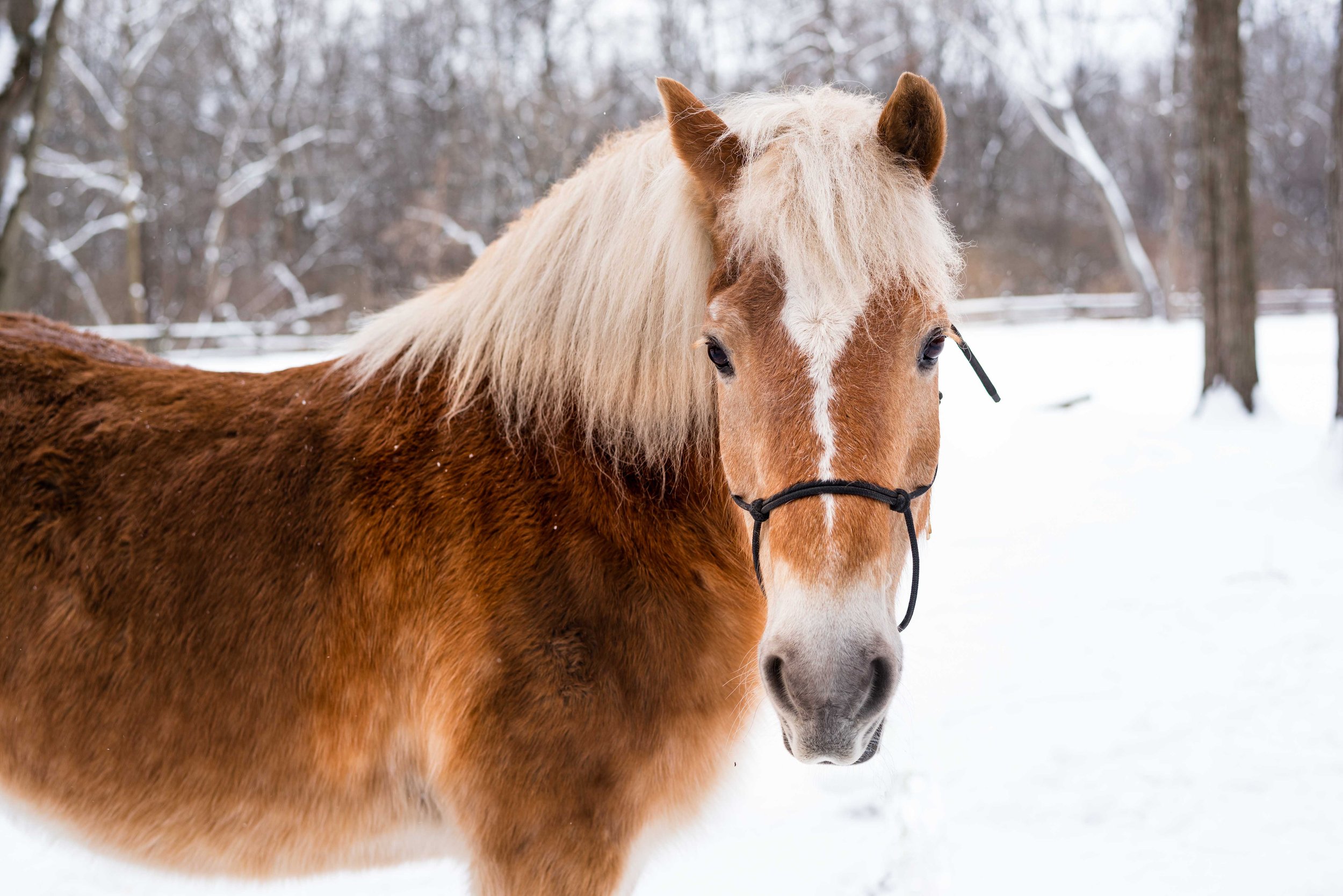 toledo ohio horse photography 