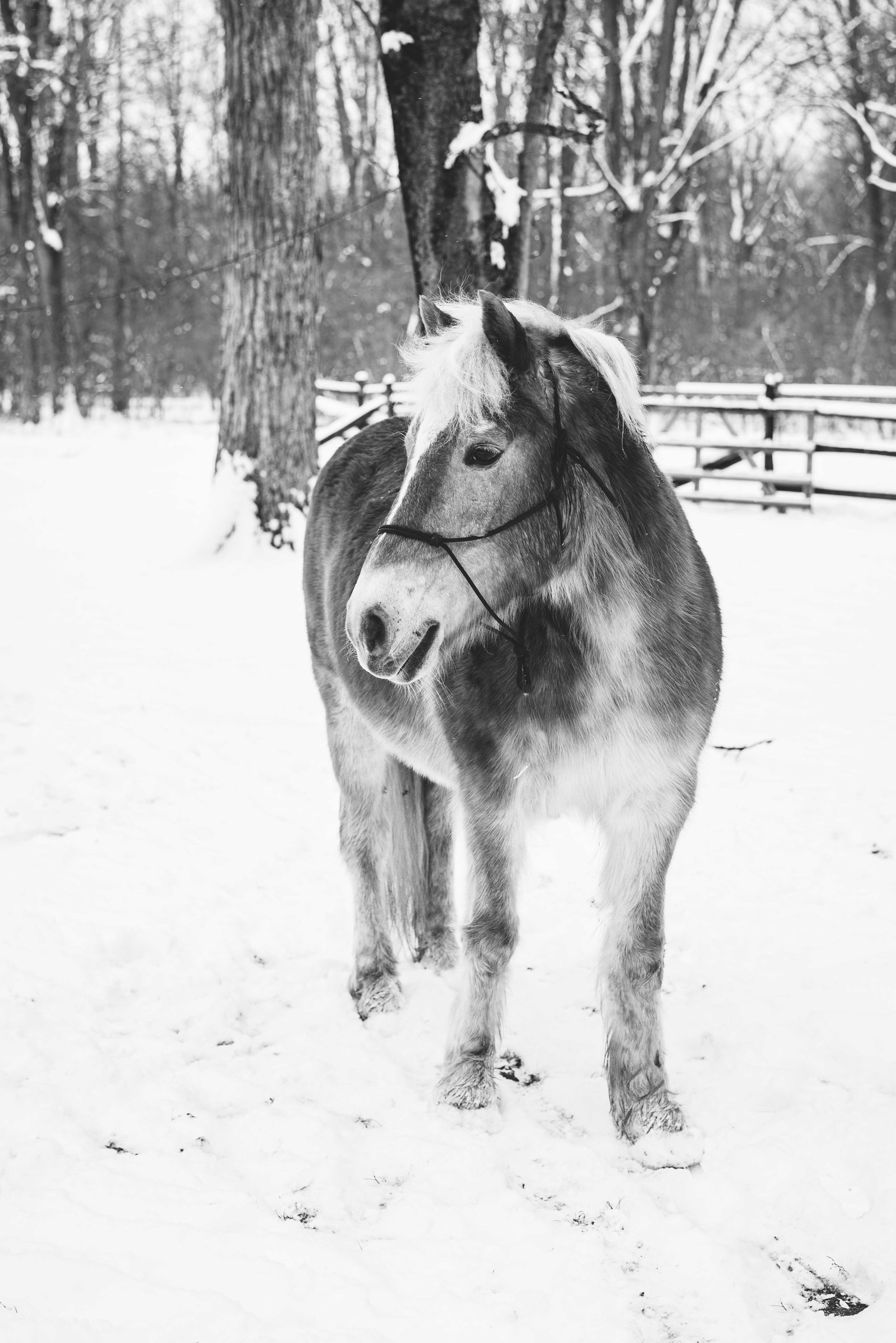 ohio horse Photography 