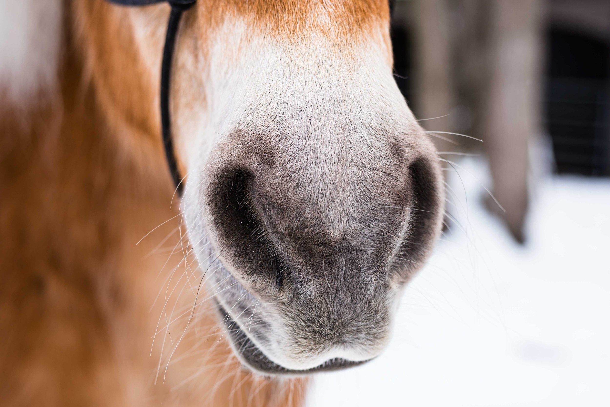 ohio horse photo session