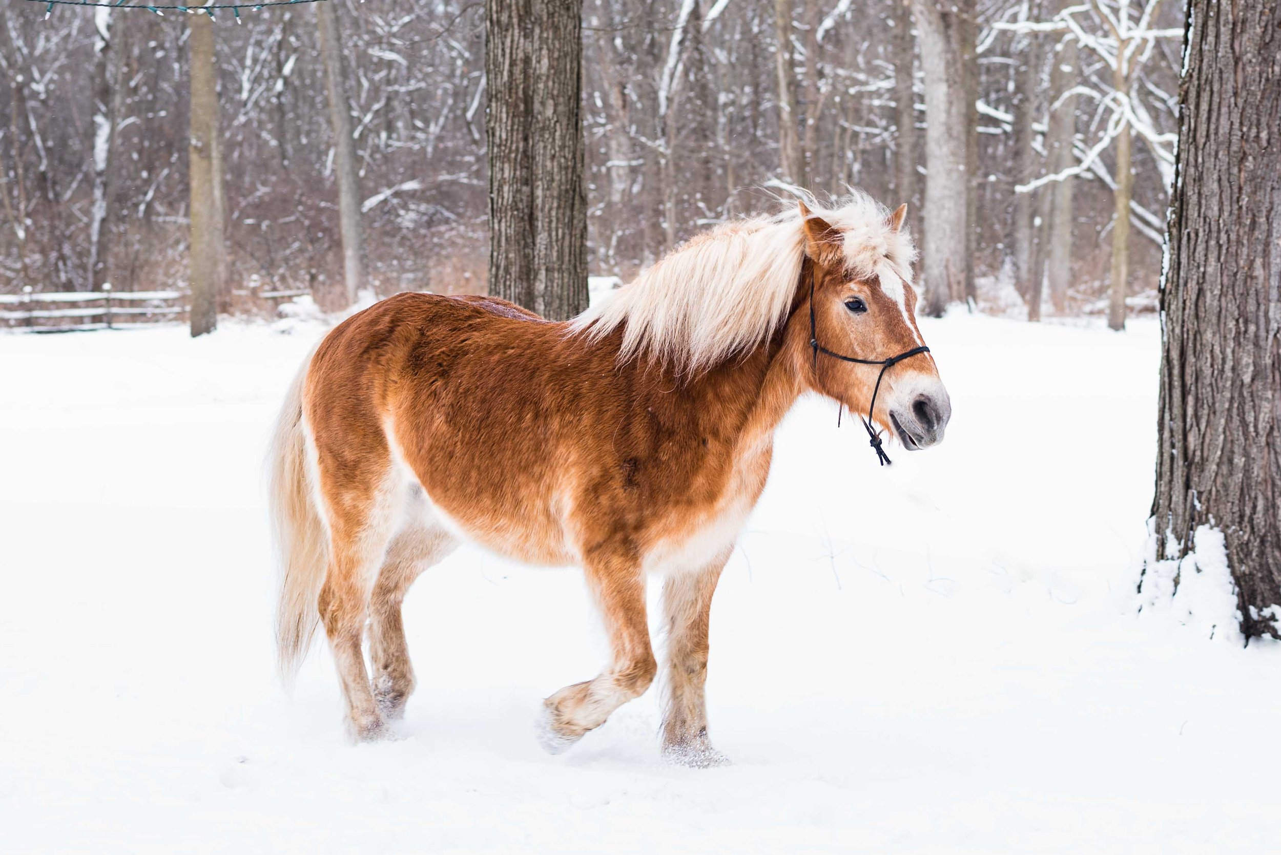 toledo equine photography 