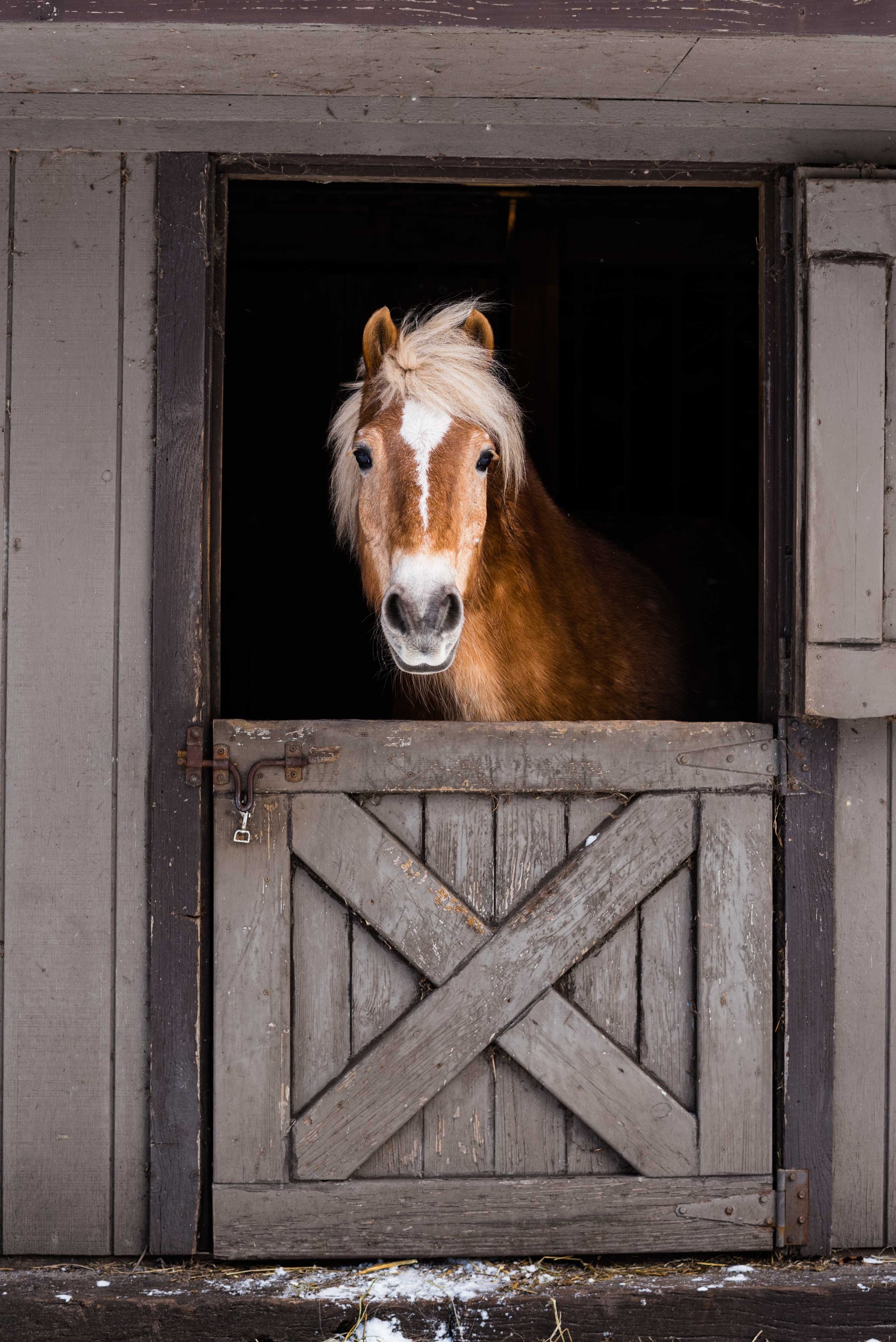 ohio horse photo shoot 