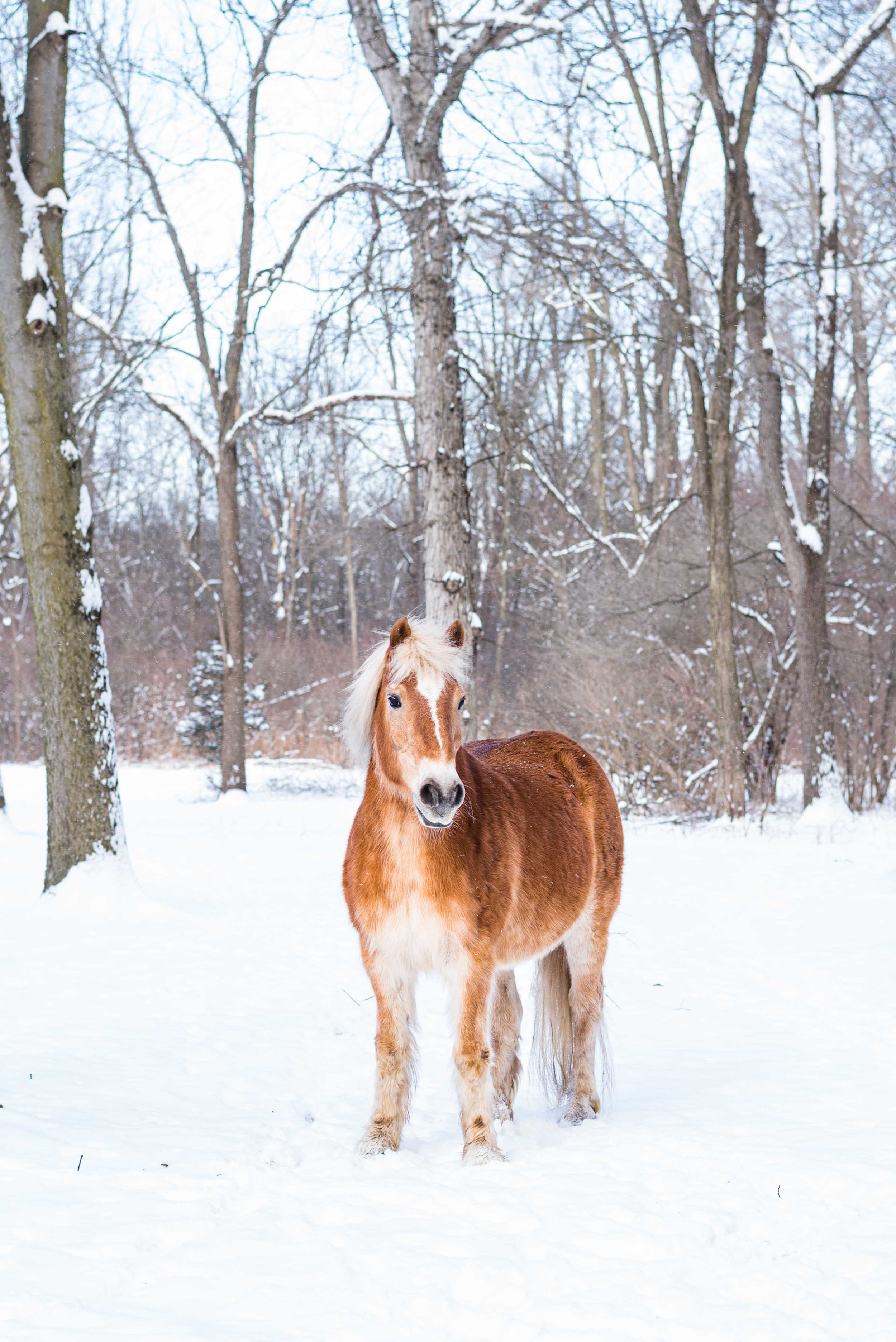 toledo ohio horse photo session