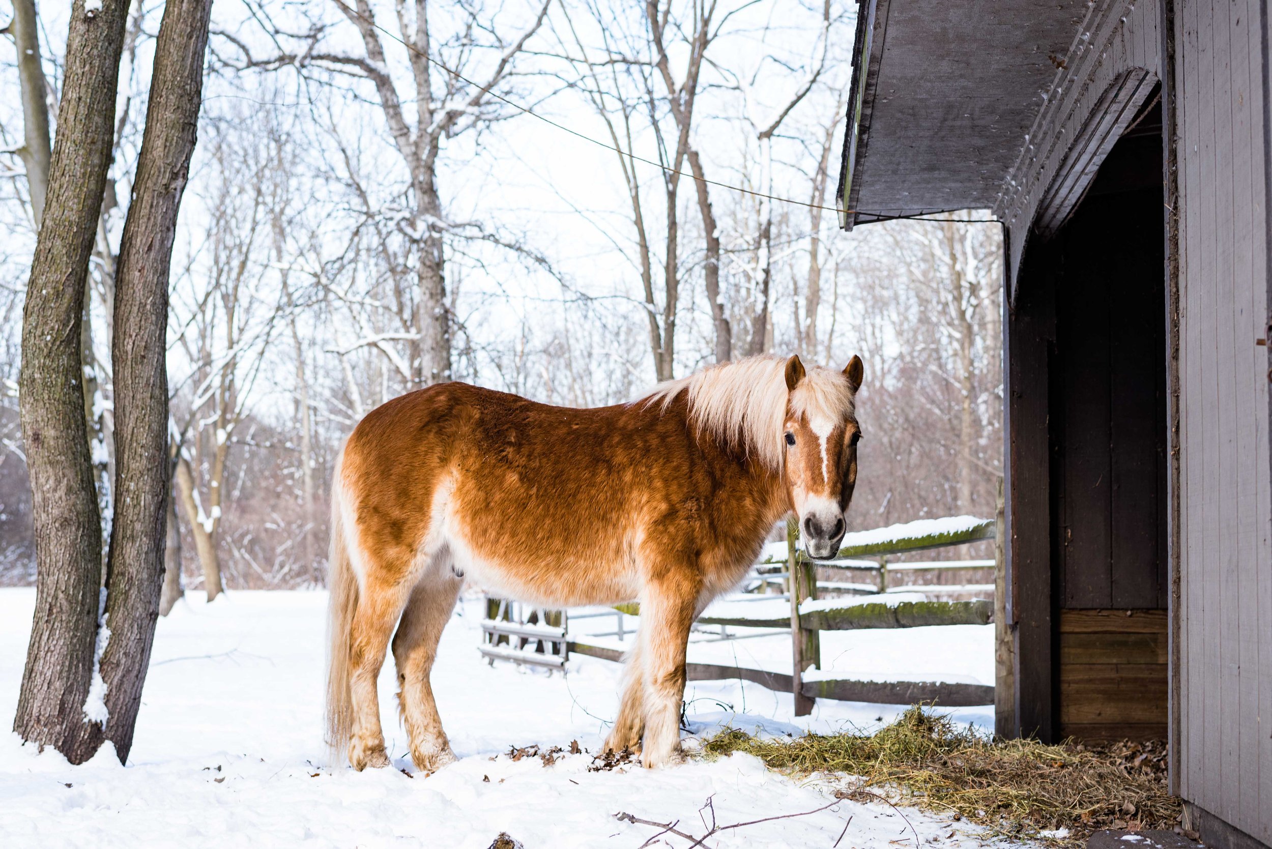 toledo horse Photography 