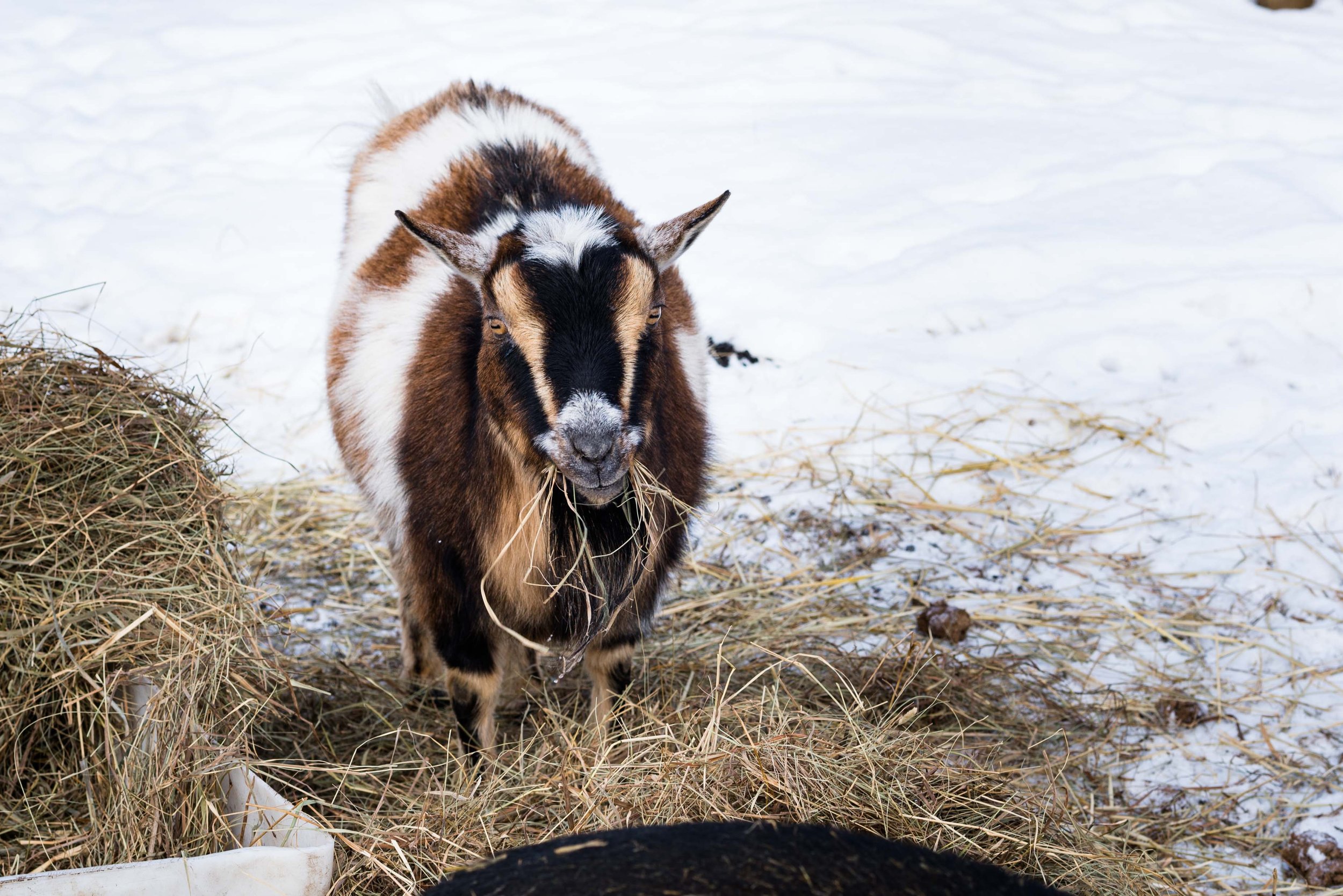 toledo ohio animal sanctuary 