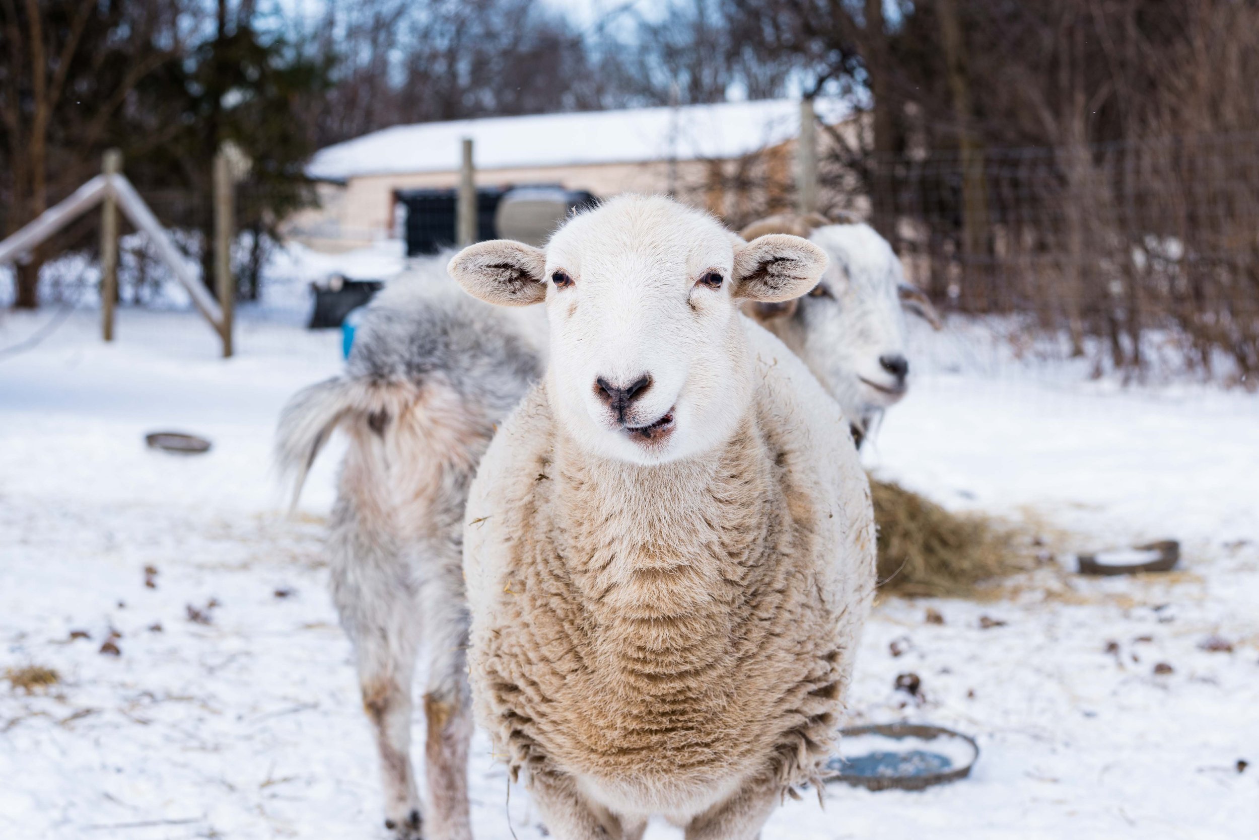 toledo ohio sheep photos