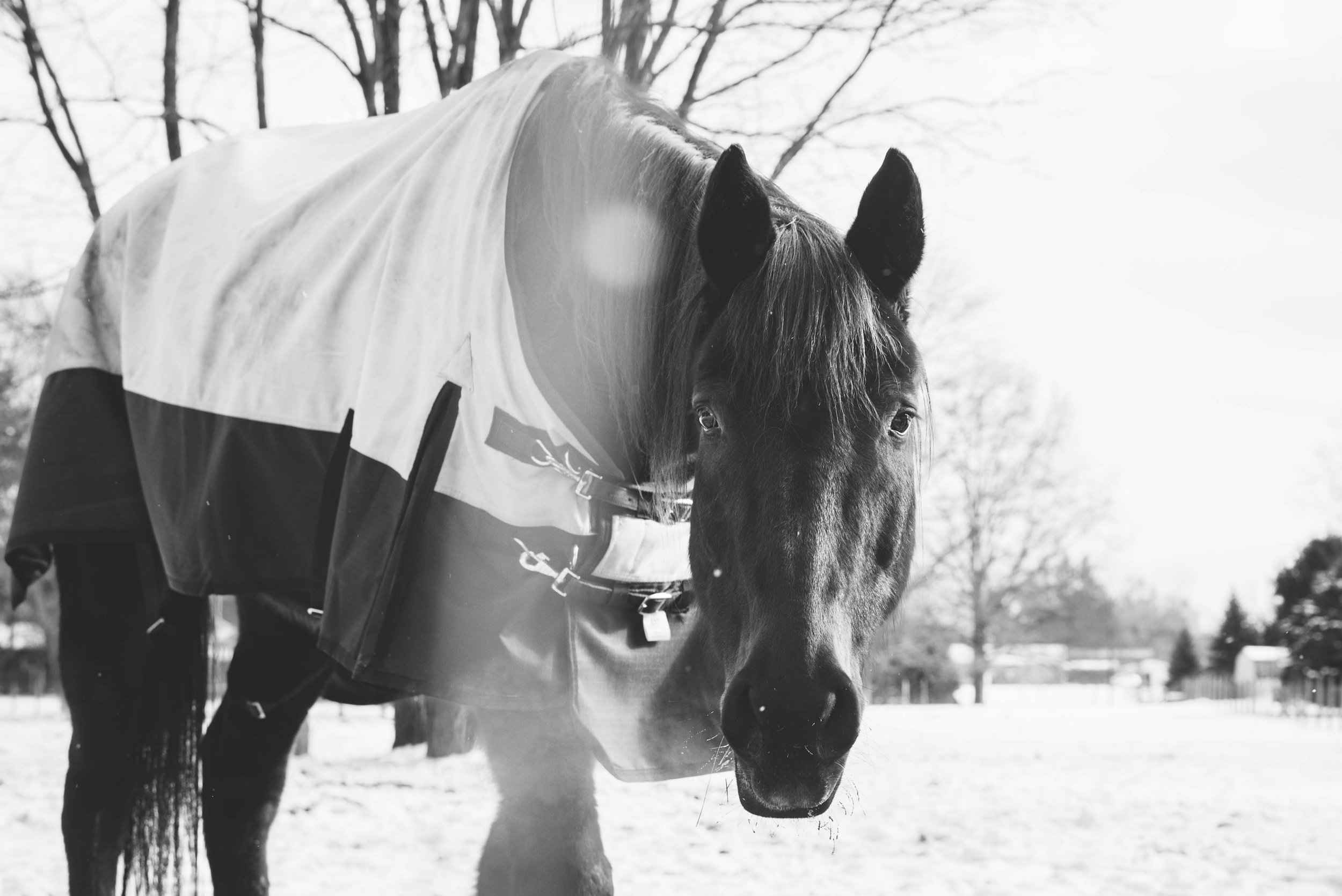 toledo ohio horse Photography 