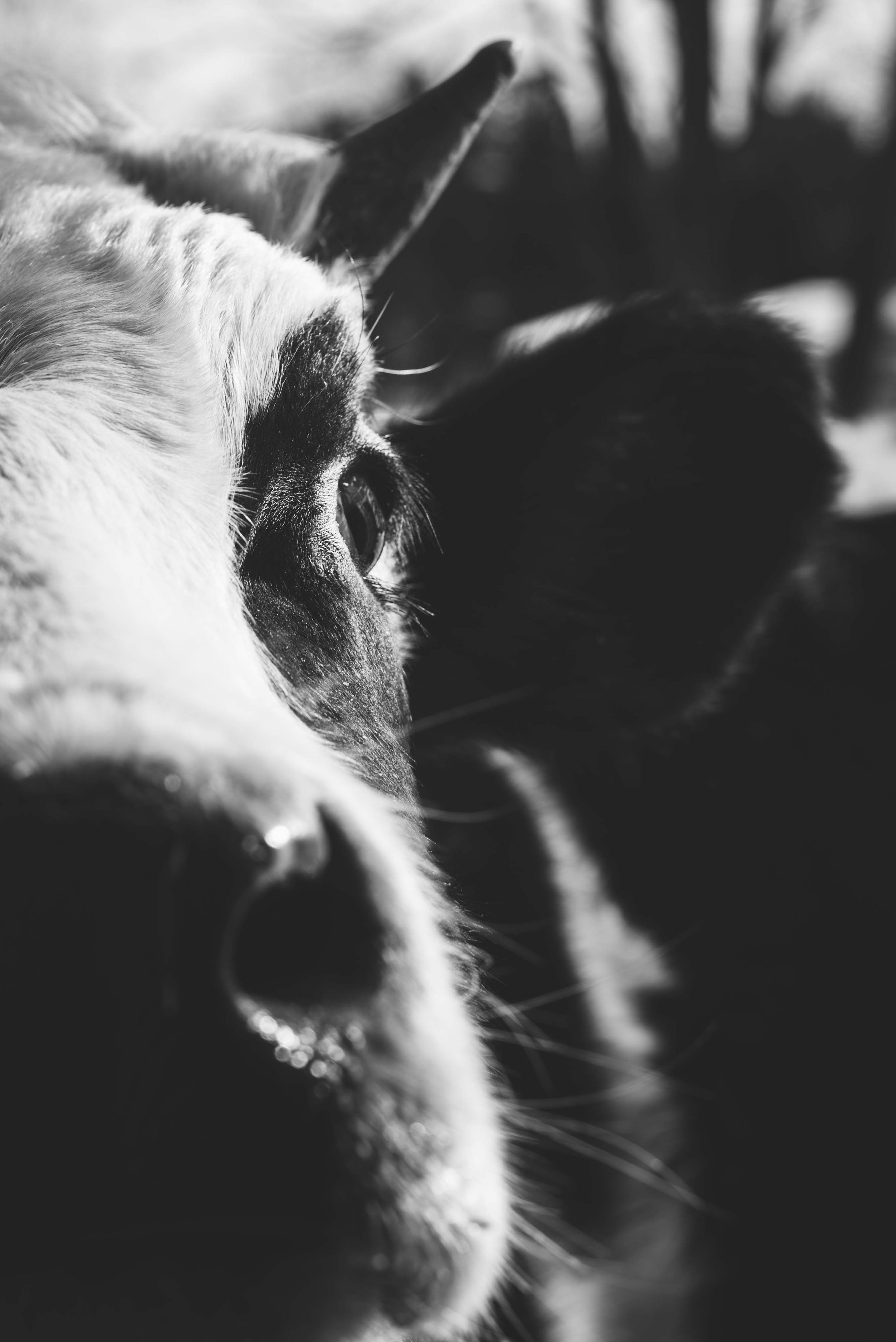 ohio cow Photography 