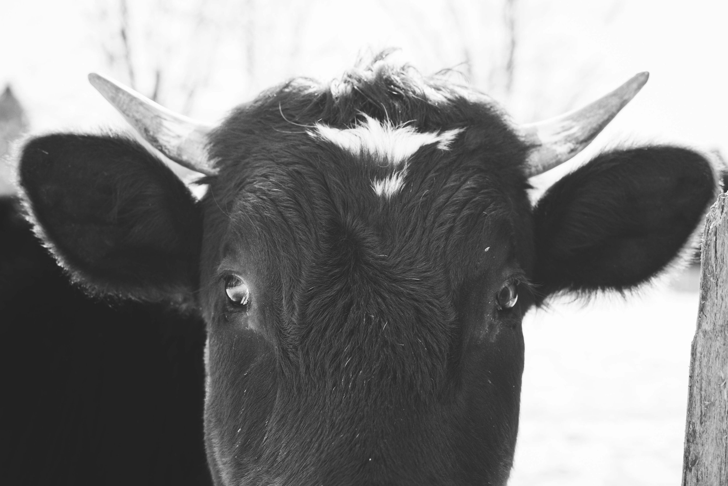 ohio cow photography 