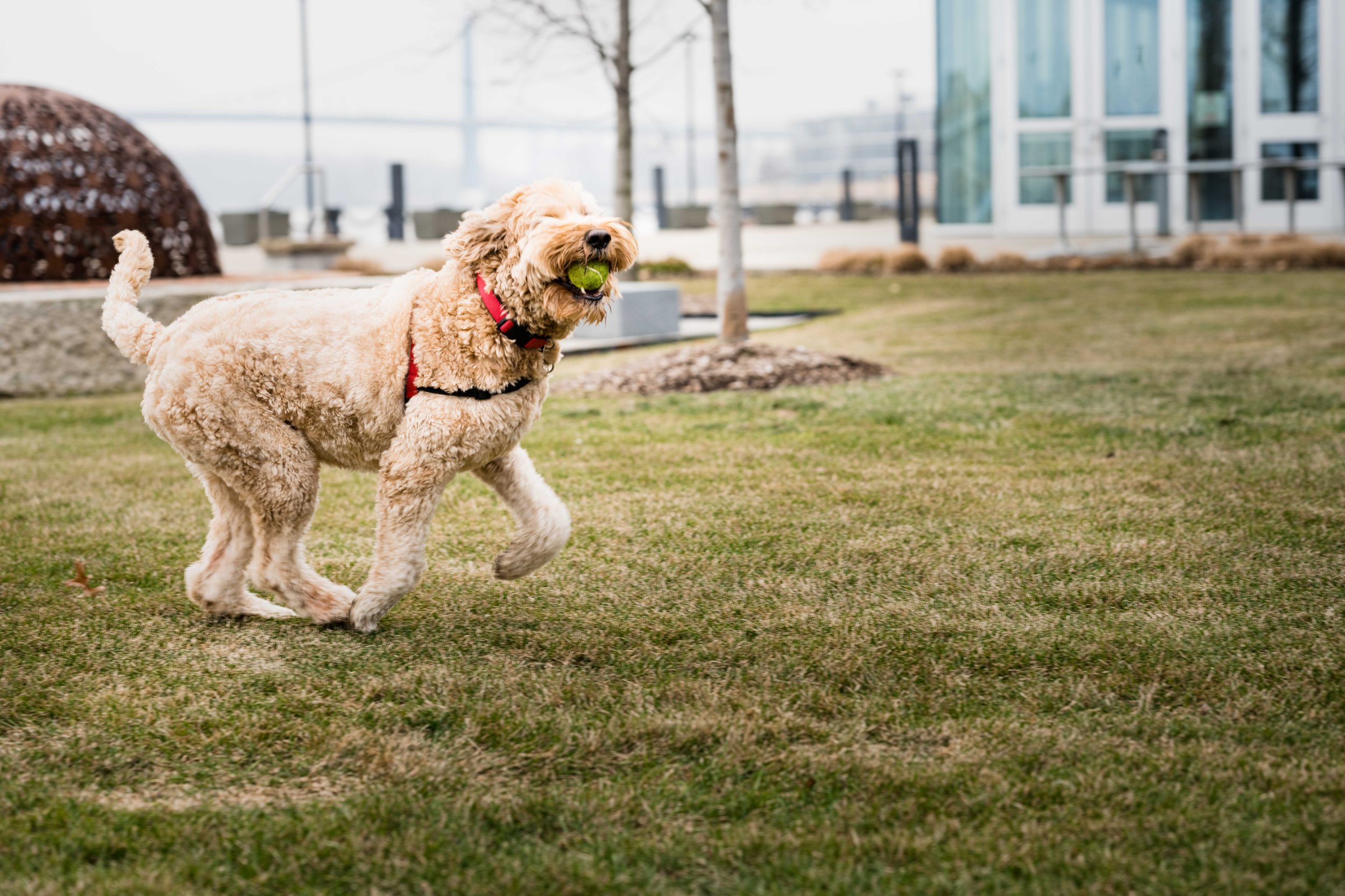 toledo ohio pet photographer 