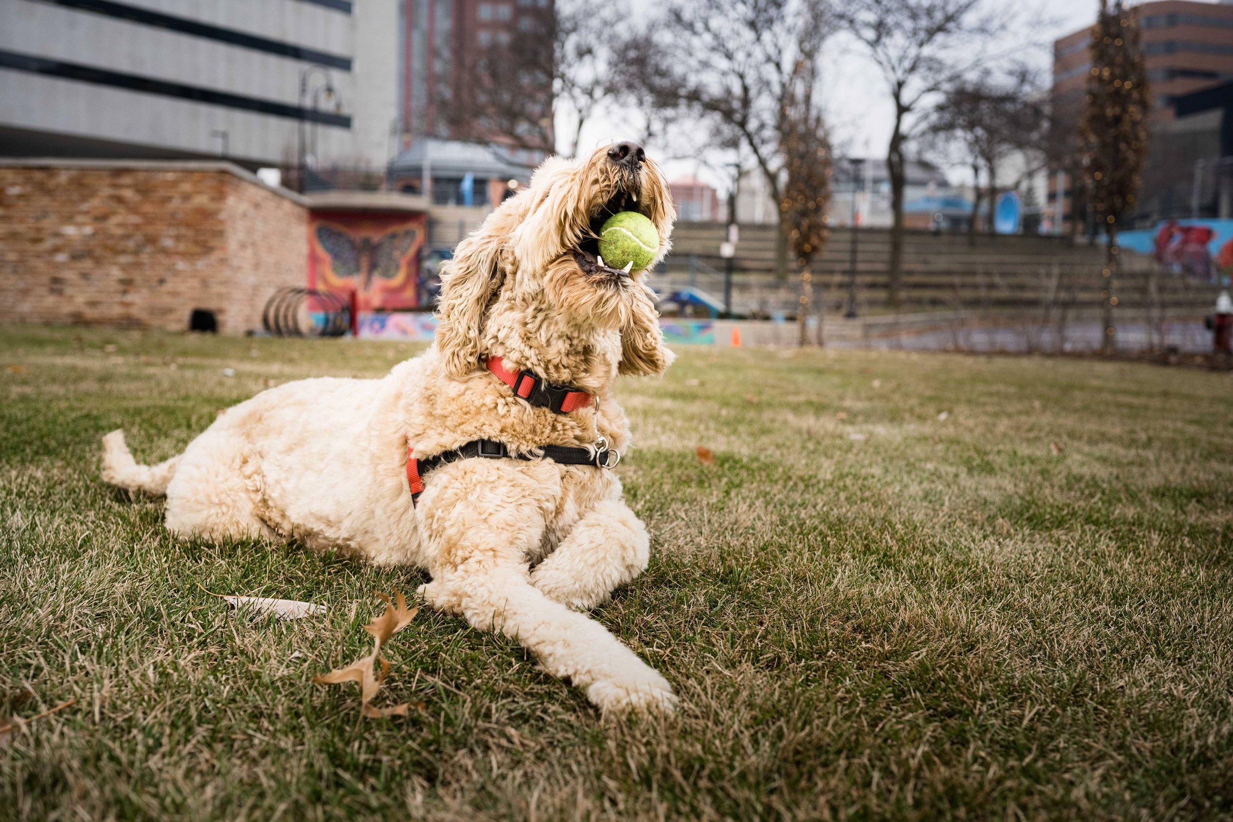 ohio pet Photography 