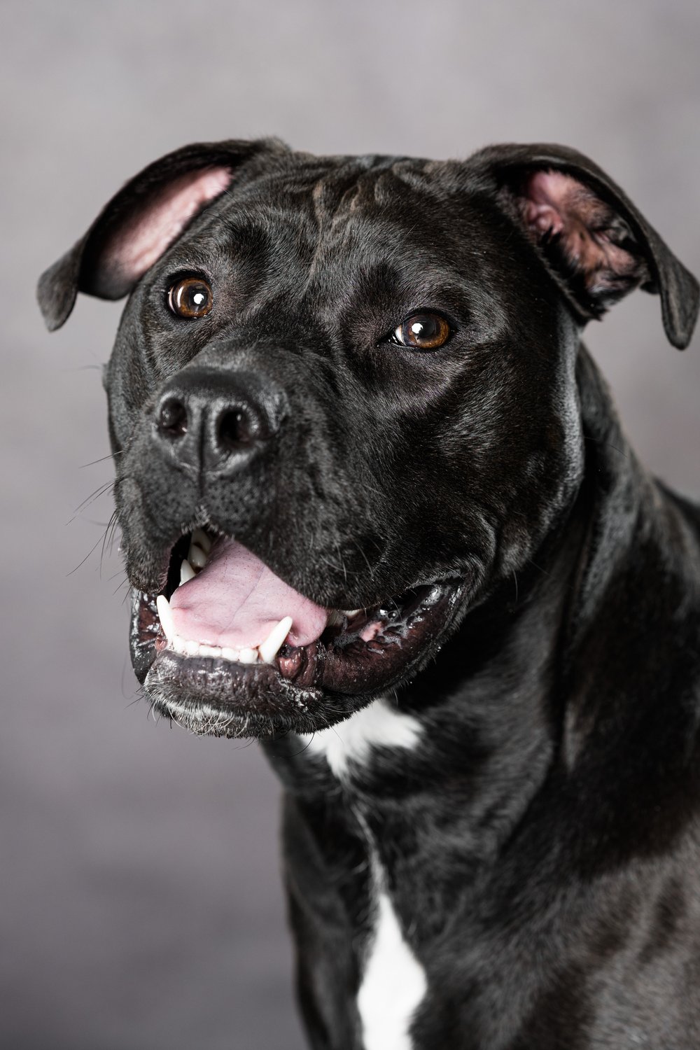 pet portraits in sylvania ohio