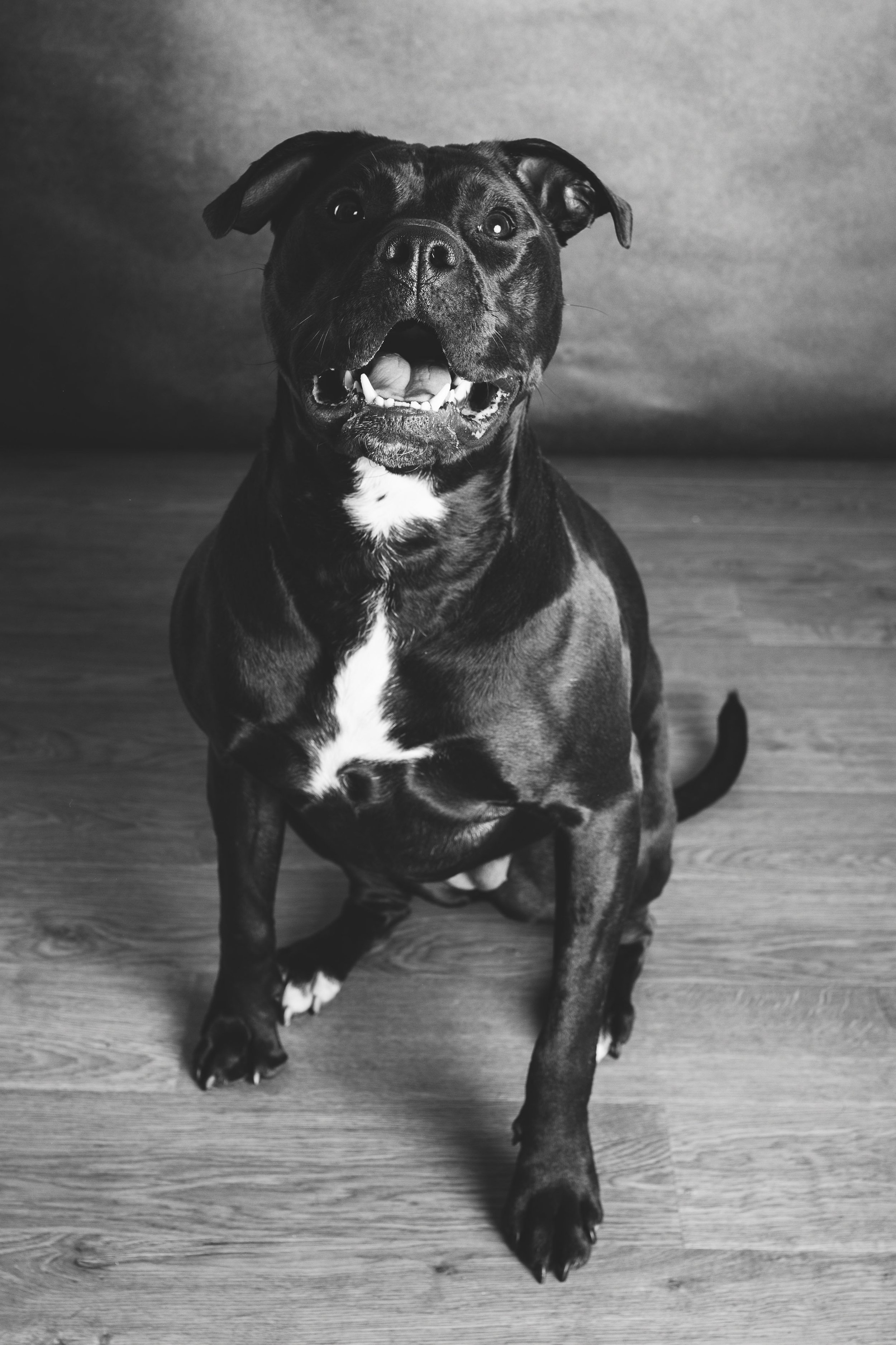 black and white dog portrait