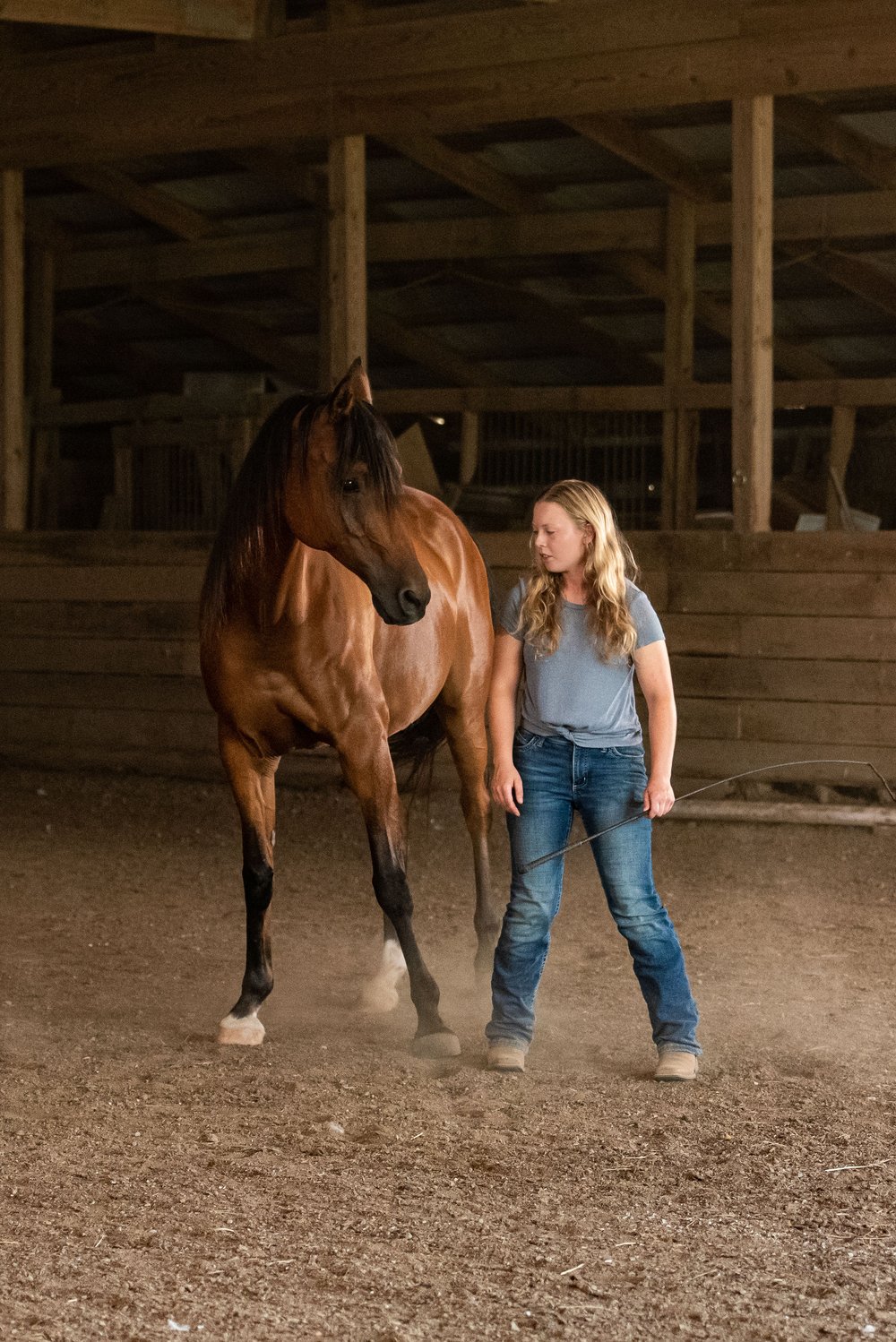 toledo ohio equine photography 